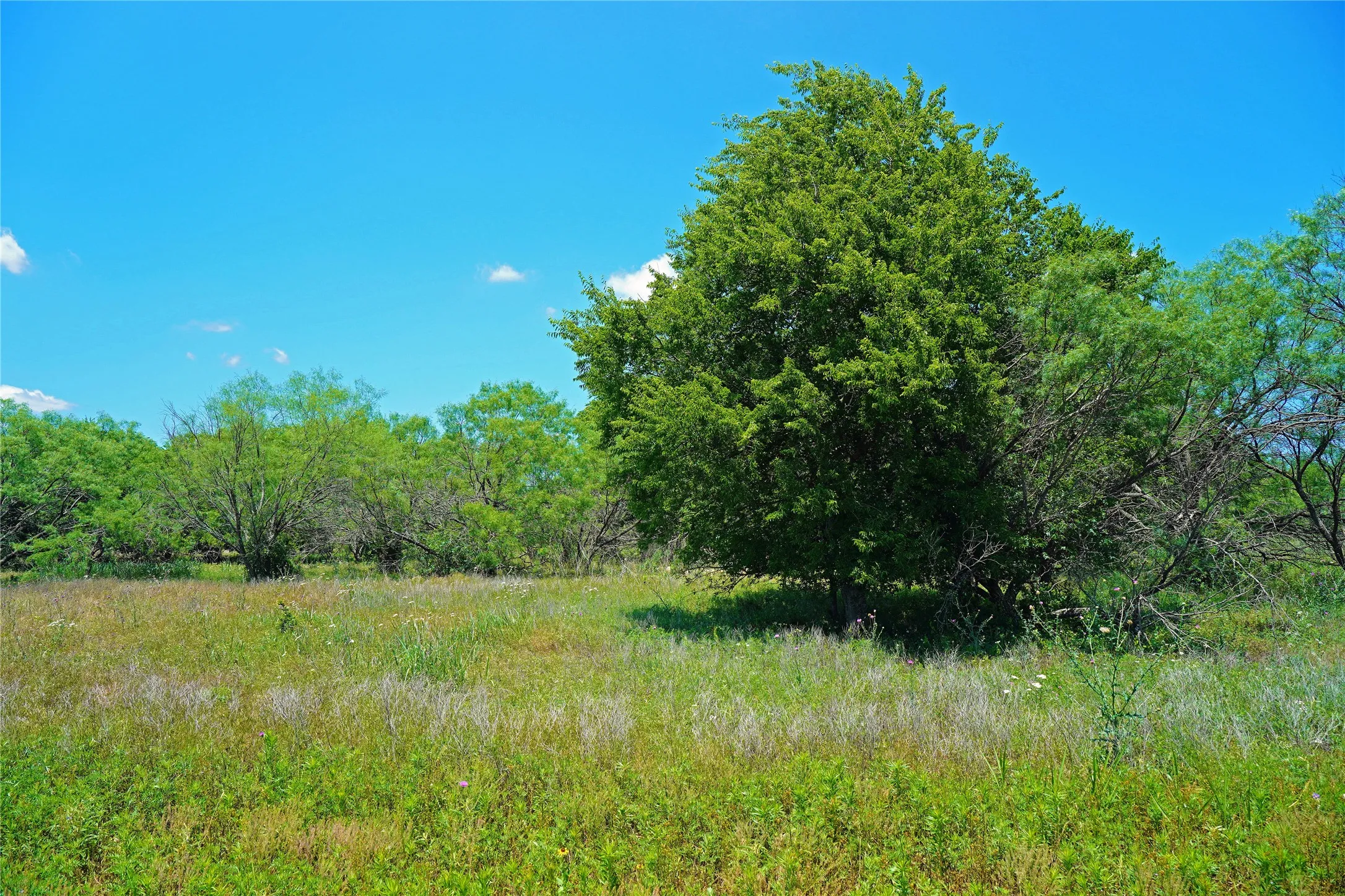 Ranch For Sale in Jack County , 36 Acres FM 2210, Perrin, Texas 76486, 0, 0, Garage spaces, 0 Sqft, built in 0, Price $475,000, mls#21259151, Real Estate Agent in Perrin, Homes For Sale in Jack county, Homes For Sale in Perrin, Realtor in Perrin Texas, Real Estate Brokerage Independent Realty Texas, Luminita Cordes Realtor
