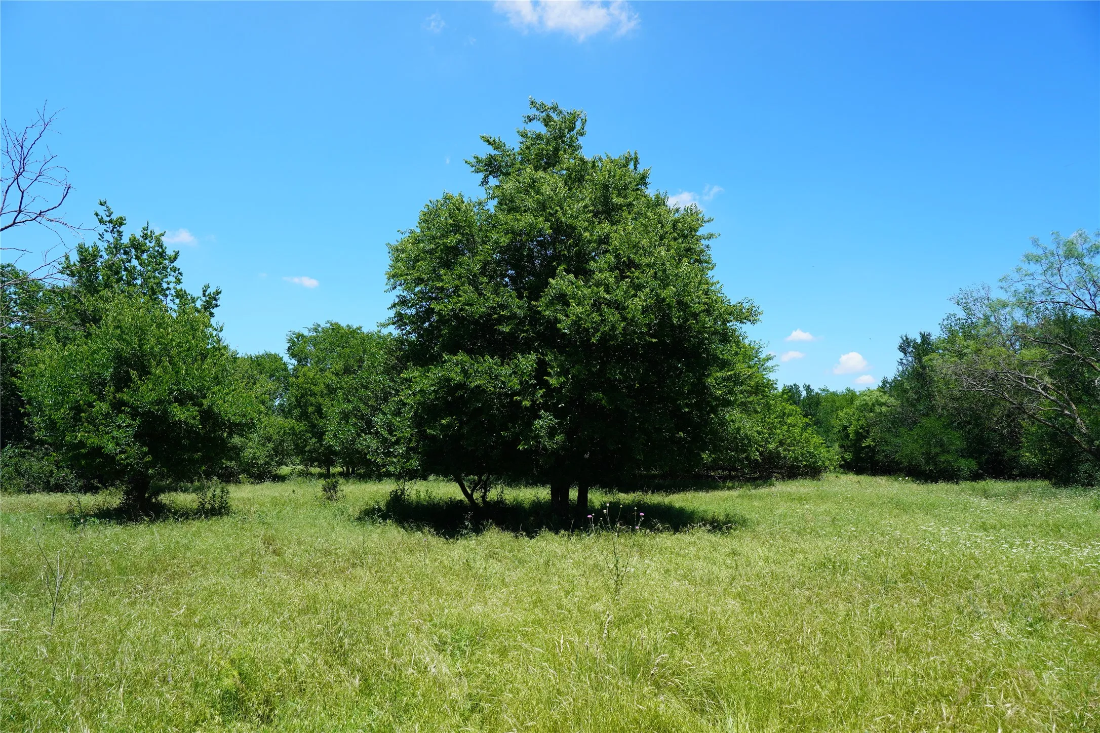 Ranch For Sale in Jack County , 36 Acres FM 2210, Perrin, Texas 76486, 0, 0, Garage spaces, 0 Sqft, built in 0, Price $475,000, mls#21259151, Real Estate Agent in Perrin, Homes For Sale in Jack county, Homes For Sale in Perrin, Realtor in Perrin Texas, Real Estate Brokerage Independent Realty Texas, Luminita Cordes Realtor