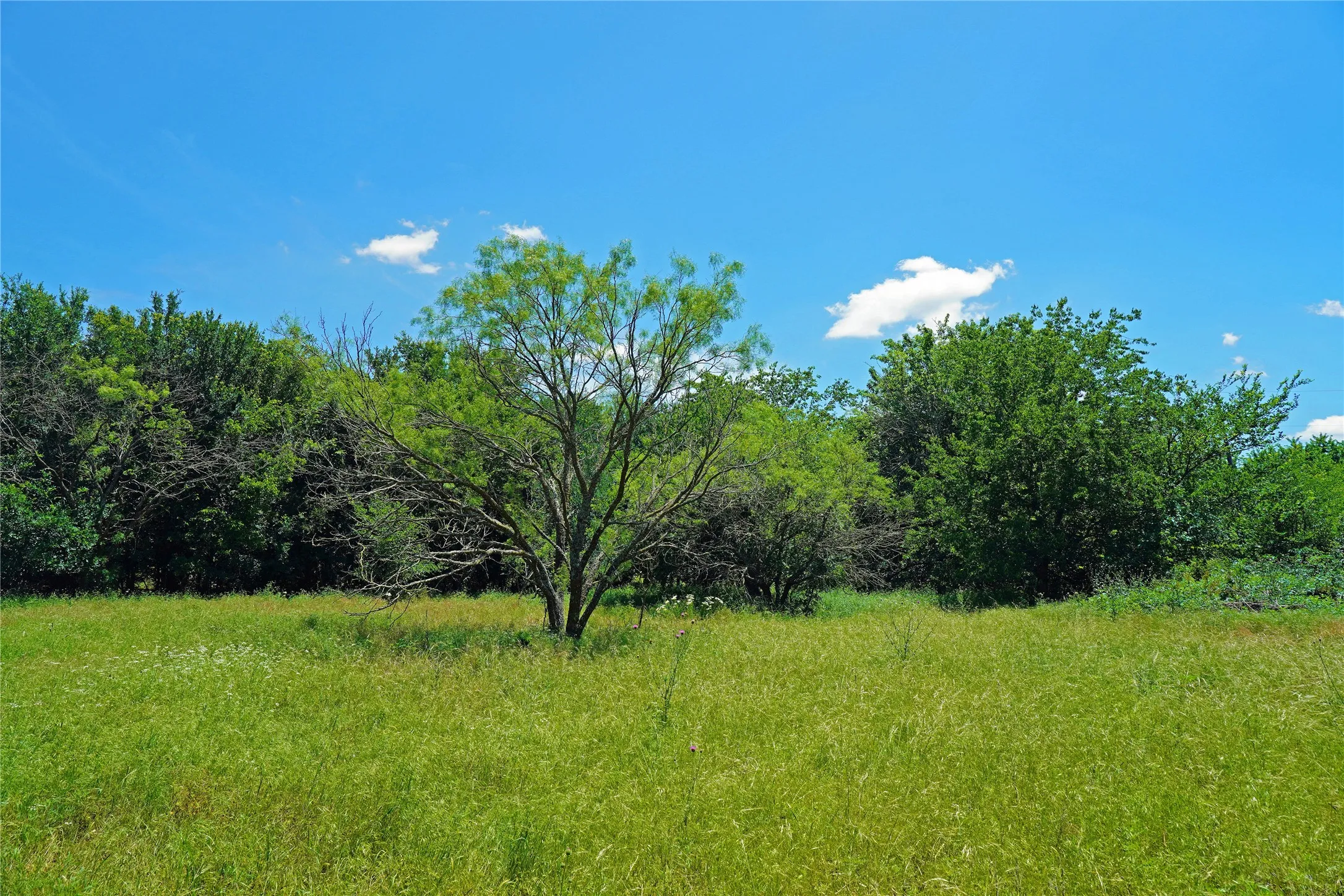 Ranch For Sale in Jack County , 36 Acres FM 2210, Perrin, Texas 76486, 0, 0, Garage spaces, 0 Sqft, built in 0, Price $475,000, mls#21259151, Real Estate Agent in Perrin, Homes For Sale in Jack county, Homes For Sale in Perrin, Realtor in Perrin Texas, Real Estate Brokerage Independent Realty Texas, Luminita Cordes Realtor