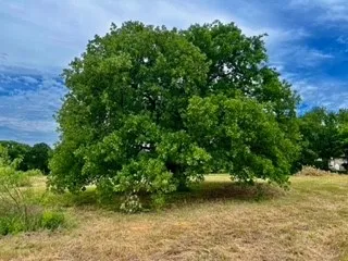 Beautiful Oak right in the middle