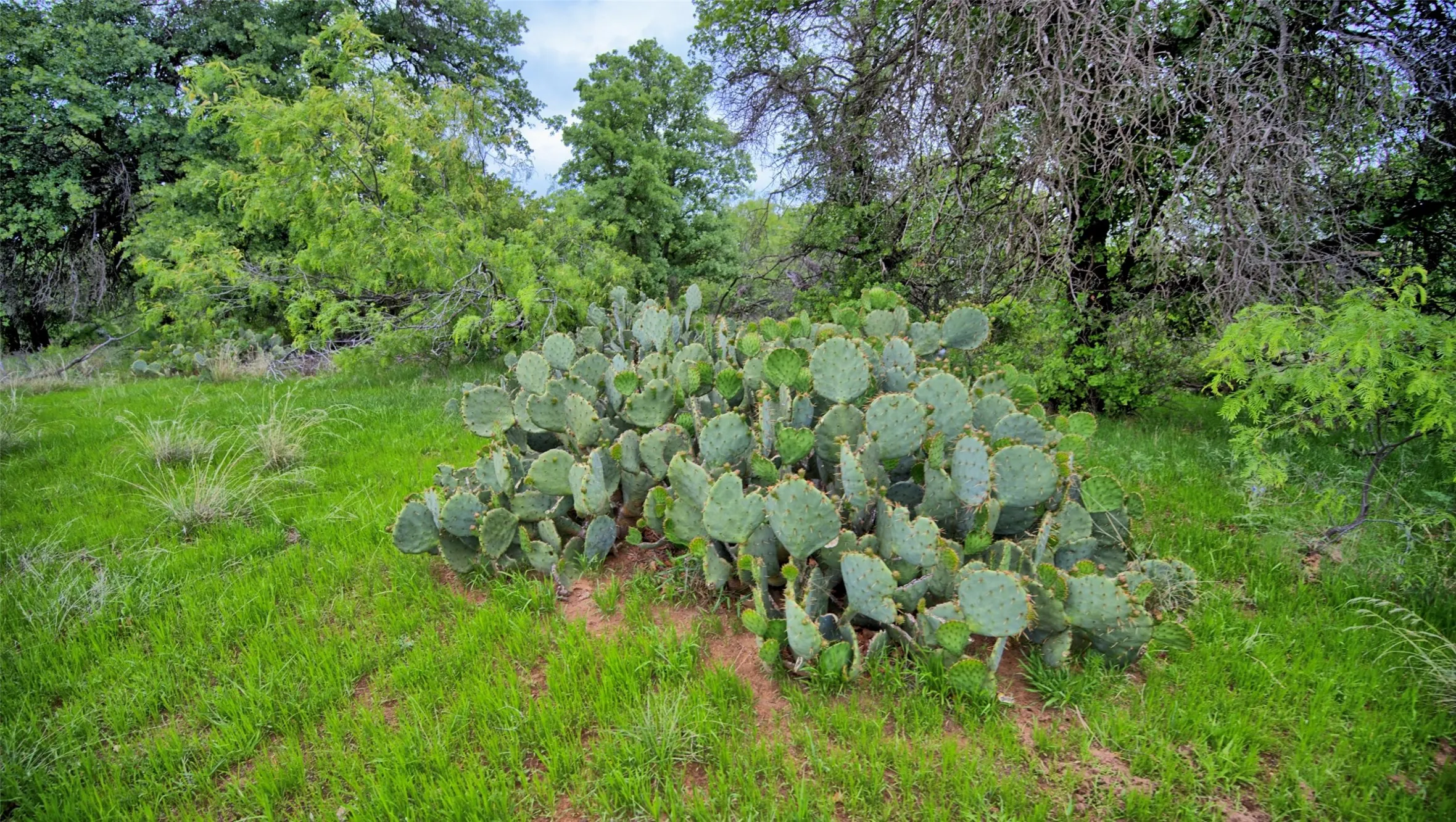 Ranch For Sale in Clay County , 0 Watson, Henrietta, Texas 76365, 0, 0, Garage spaces, 0 Sqft, built in 0, Price $925,000, mls#21259457, Real Estate Agent in Henrietta, Homes For Sale in Clay county, Homes For Sale in Henrietta, Realtor in Henrietta Texas, Real Estate Brokerage Independent Realty Texas, Luminita Cordes Realtor
