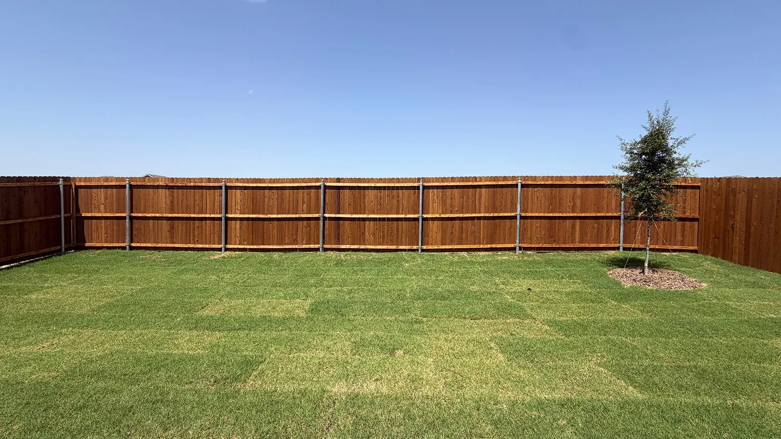 Private fenced backyard featuring a newly planted tree and a manicured lawn