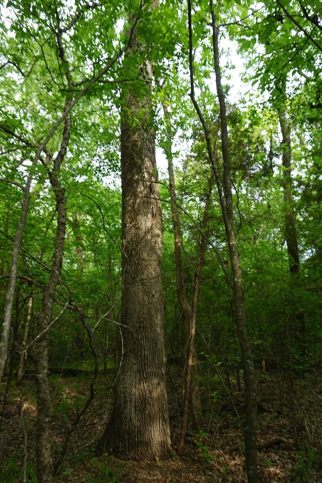 Improved Land For Sale in Henderson County , TBD2 County Road 1200, Malakoff, Texas 75148, 0, 0, Garage spaces, 0 Sqft, built in 0, mls#21259939, Real Estate Agent in Malakoff, Homes For Sale in Henderson county, Homes For Sale in Malakoff, Realtor in Malakoff Texas, Real Estate Brokerage Independent Realty Texas, Luminita Cordes Realtor