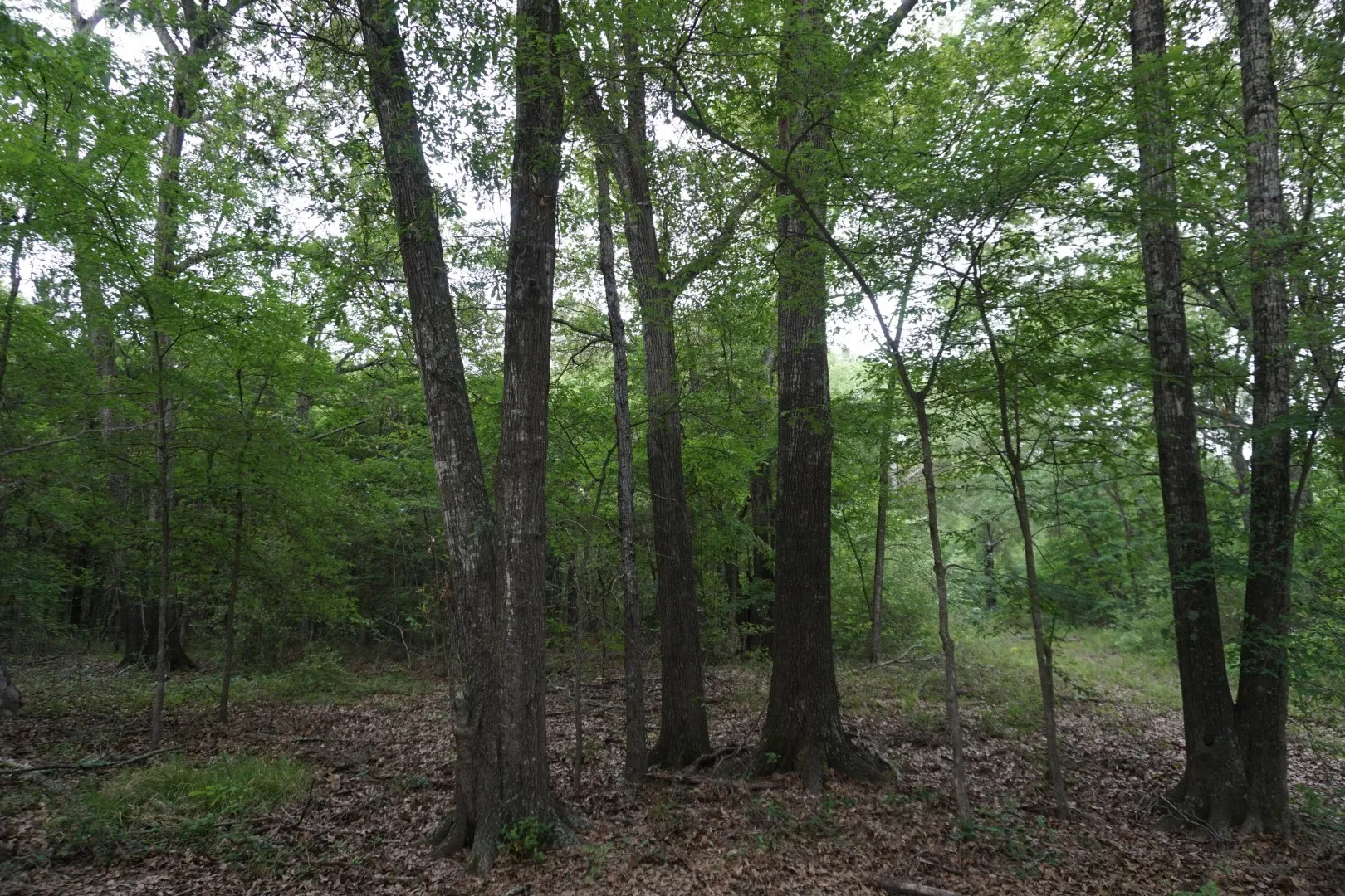 Improved Land For Sale in Henderson County , TBD2 County Road 1200, Malakoff, Texas 75148, 0, 0, Garage spaces, 0 Sqft, built in 0, mls#21259939, Real Estate Agent in Malakoff, Homes For Sale in Henderson county, Homes For Sale in Malakoff, Realtor in Malakoff Texas, Real Estate Brokerage Independent Realty Texas, Luminita Cordes Realtor