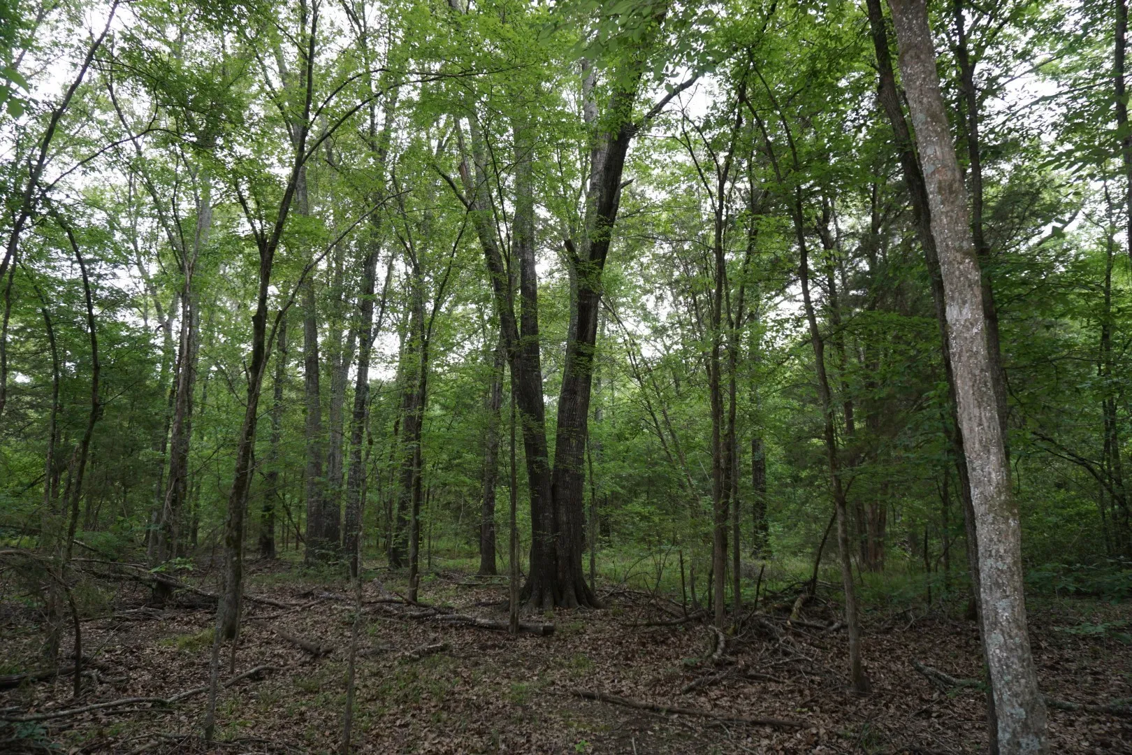 Improved Land For Sale in Henderson County , TBD2 County Road 1200, Malakoff, Texas 75148, 0, 0, Garage spaces, 0 Sqft, built in 0, mls#21259939, Real Estate Agent in Malakoff, Homes For Sale in Henderson county, Homes For Sale in Malakoff, Realtor in Malakoff Texas, Real Estate Brokerage Independent Realty Texas, Luminita Cordes Realtor