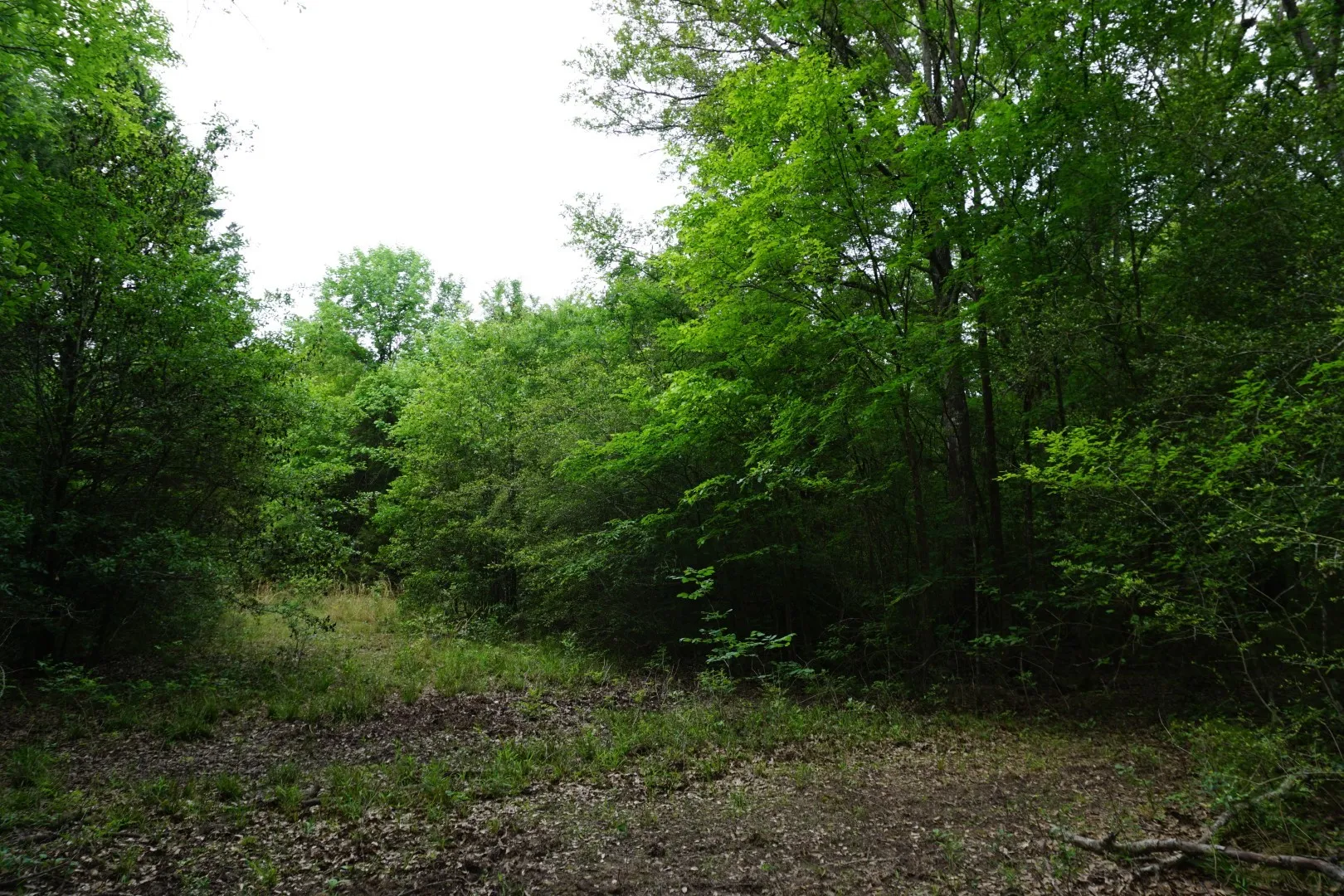 Improved Land For Sale in Henderson County , TBD2 County Road 1200, Malakoff, Texas 75148, 0, 0, Garage spaces, 0 Sqft, built in 0, mls#21259939, Real Estate Agent in Malakoff, Homes For Sale in Henderson county, Homes For Sale in Malakoff, Realtor in Malakoff Texas, Real Estate Brokerage Independent Realty Texas, Luminita Cordes Realtor