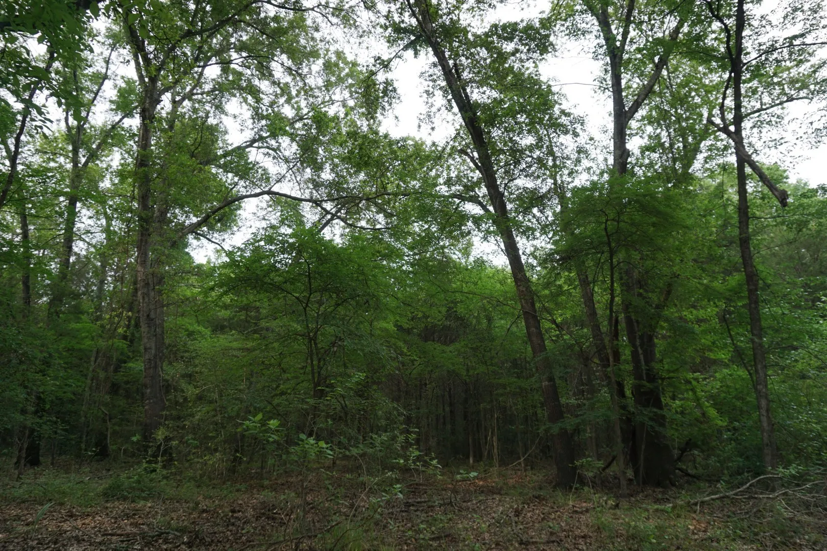 Improved Land For Sale in Henderson County , TBD2 County Road 1200, Malakoff, Texas 75148, 0, 0, Garage spaces, 0 Sqft, built in 0, mls#21259939, Real Estate Agent in Malakoff, Homes For Sale in Henderson county, Homes For Sale in Malakoff, Realtor in Malakoff Texas, Real Estate Brokerage Independent Realty Texas, Luminita Cordes Realtor
