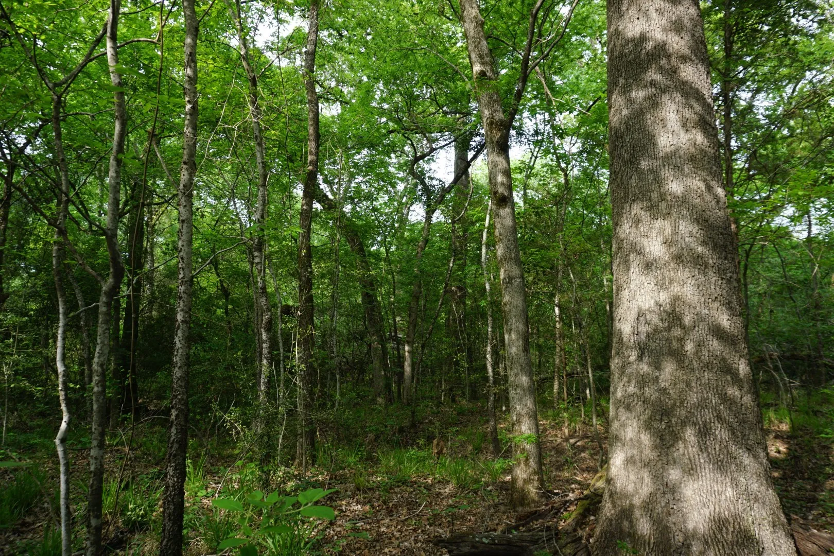 Improved Land For Sale in Henderson County , TBD2 County Road 1200, Malakoff, Texas 75148, 0, 0, Garage spaces, 0 Sqft, built in 0, mls#21259939, Real Estate Agent in Malakoff, Homes For Sale in Henderson county, Homes For Sale in Malakoff, Realtor in Malakoff Texas, Real Estate Brokerage Independent Realty Texas, Luminita Cordes Realtor