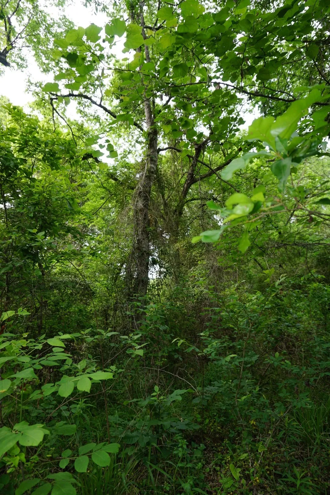 Improved Land For Sale in Henderson County , TBD2 County Road 1200, Malakoff, Texas 75148, 0, 0, Garage spaces, 0 Sqft, built in 0, mls#21259939, Real Estate Agent in Malakoff, Homes For Sale in Henderson county, Homes For Sale in Malakoff, Realtor in Malakoff Texas, Real Estate Brokerage Independent Realty Texas, Luminita Cordes Realtor