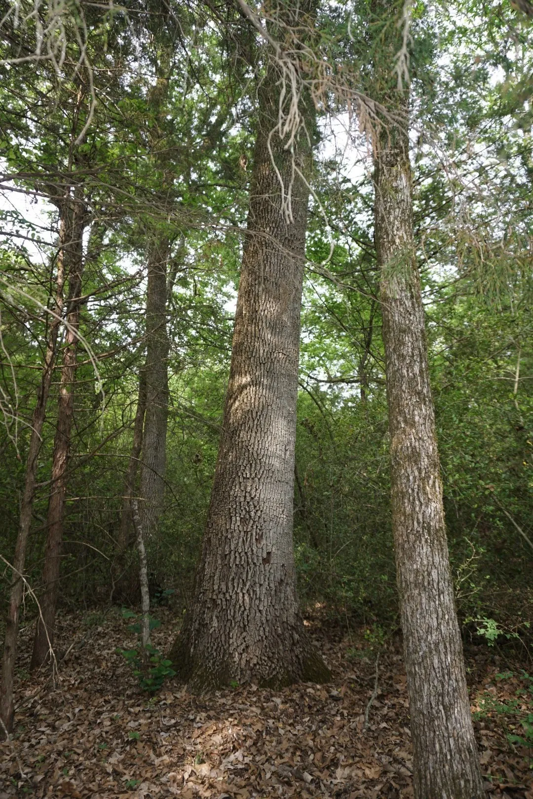 Improved Land For Sale in Henderson County , TBD2 County Road 1200, Malakoff, Texas 75148, 0, 0, Garage spaces, 0 Sqft, built in 0, mls#21259939, Real Estate Agent in Malakoff, Homes For Sale in Henderson county, Homes For Sale in Malakoff, Realtor in Malakoff Texas, Real Estate Brokerage Independent Realty Texas, Luminita Cordes Realtor