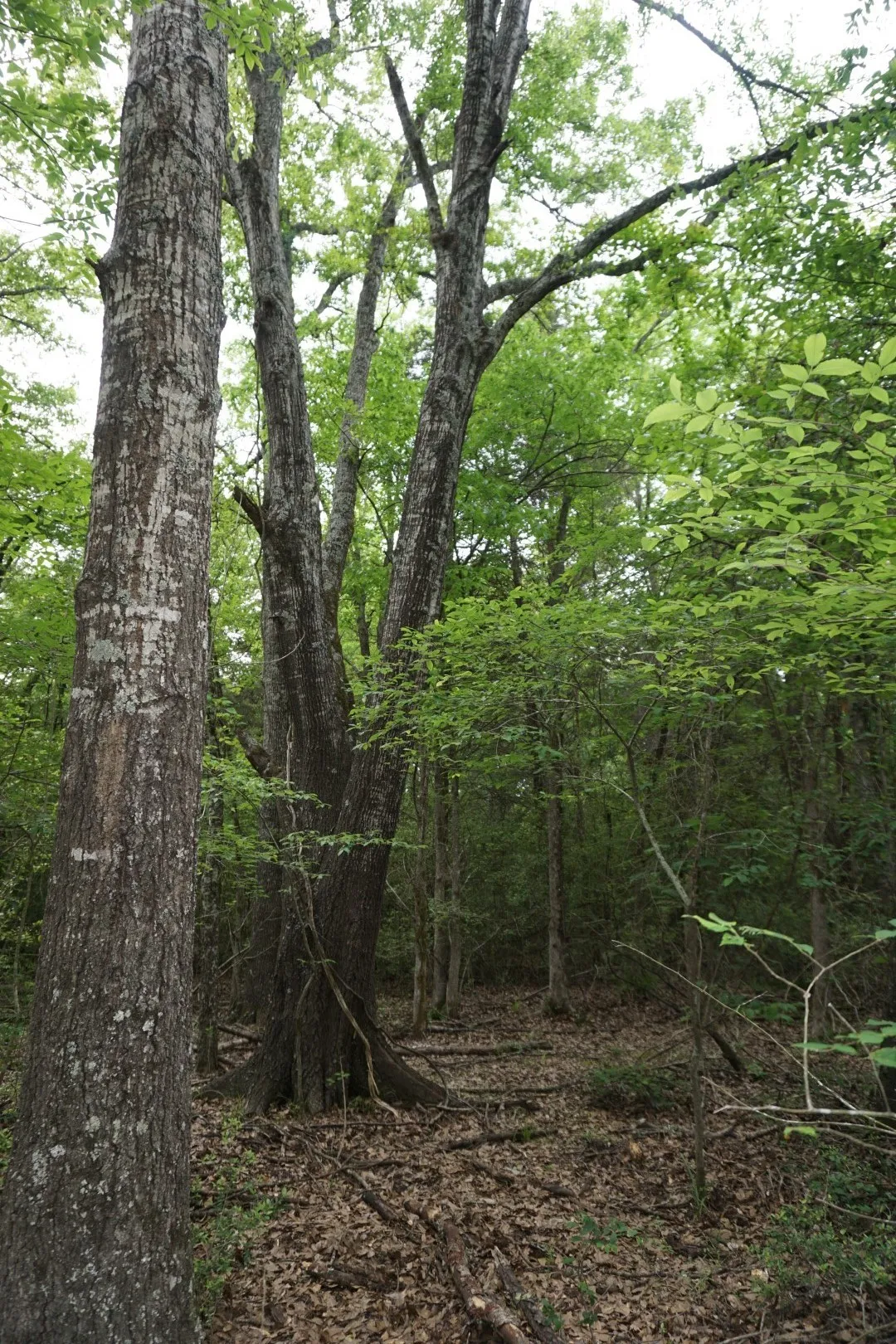 Improved Land For Sale in Henderson County , TBD2 County Road 1200, Malakoff, Texas 75148, 0, 0, Garage spaces, 0 Sqft, built in 0, mls#21259939, Real Estate Agent in Malakoff, Homes For Sale in Henderson county, Homes For Sale in Malakoff, Realtor in Malakoff Texas, Real Estate Brokerage Independent Realty Texas, Luminita Cordes Realtor
