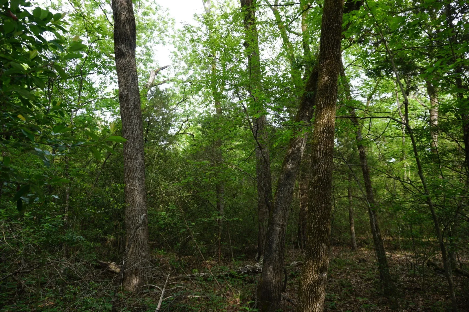 Improved Land For Sale in Henderson County , TBD2 County Road 1200, Malakoff, Texas 75148, 0, 0, Garage spaces, 0 Sqft, built in 0, mls#21259939, Real Estate Agent in Malakoff, Homes For Sale in Henderson county, Homes For Sale in Malakoff, Realtor in Malakoff Texas, Real Estate Brokerage Independent Realty Texas, Luminita Cordes Realtor