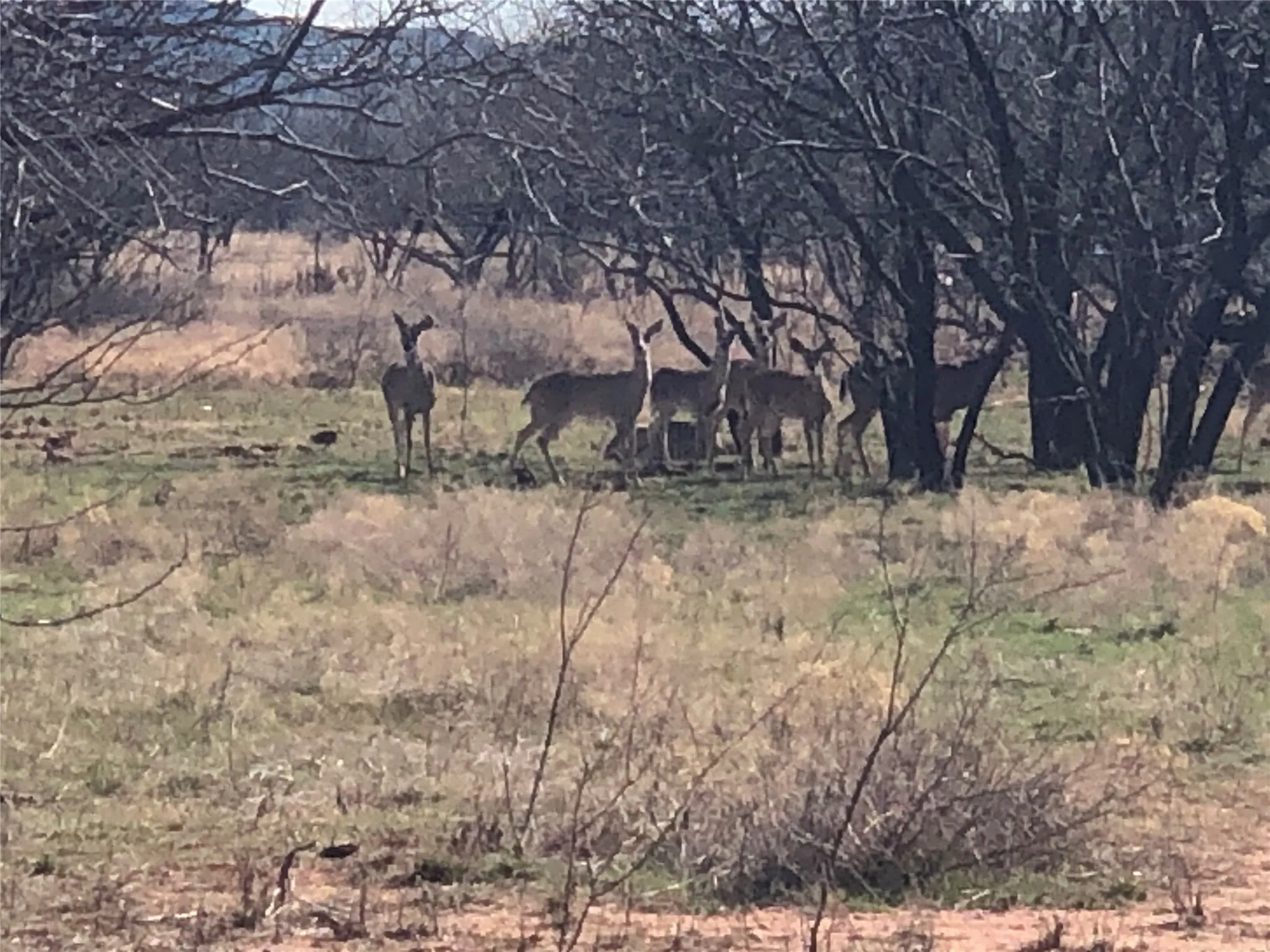 Ranch For Sale in Taylor County , 90 Acres TBD Bacacita Farms Road, Abilene, Texas 79602, 0, 0, Garage spaces, 0 Sqft, built in 0, mls#21259999, Real Estate Agent in Abilene, Homes For Sale in Taylor county, Homes For Sale in Abilene, Realtor in Abilene Texas, Real Estate Brokerage Independent Realty Texas, Luminita Cordes Realtor