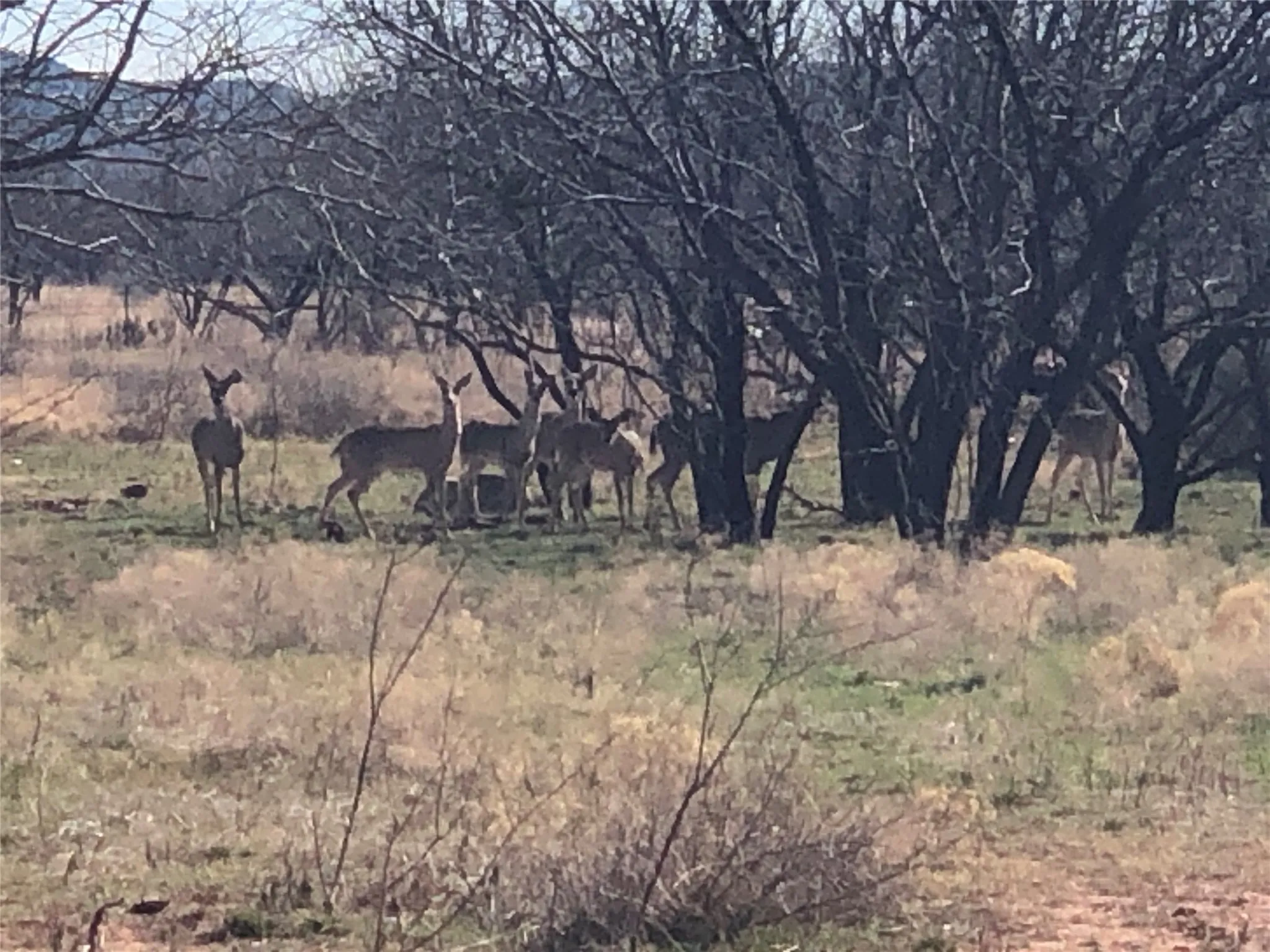 Ranch For Sale in Taylor County , 90 Acres TBD Bacacita Farms Road, Abilene, Texas 79602, 0, 0, Garage spaces, 0 Sqft, built in 0, mls#21259999, Real Estate Agent in Abilene, Homes For Sale in Taylor county, Homes For Sale in Abilene, Realtor in Abilene Texas, Real Estate Brokerage Independent Realty Texas, Luminita Cordes Realtor