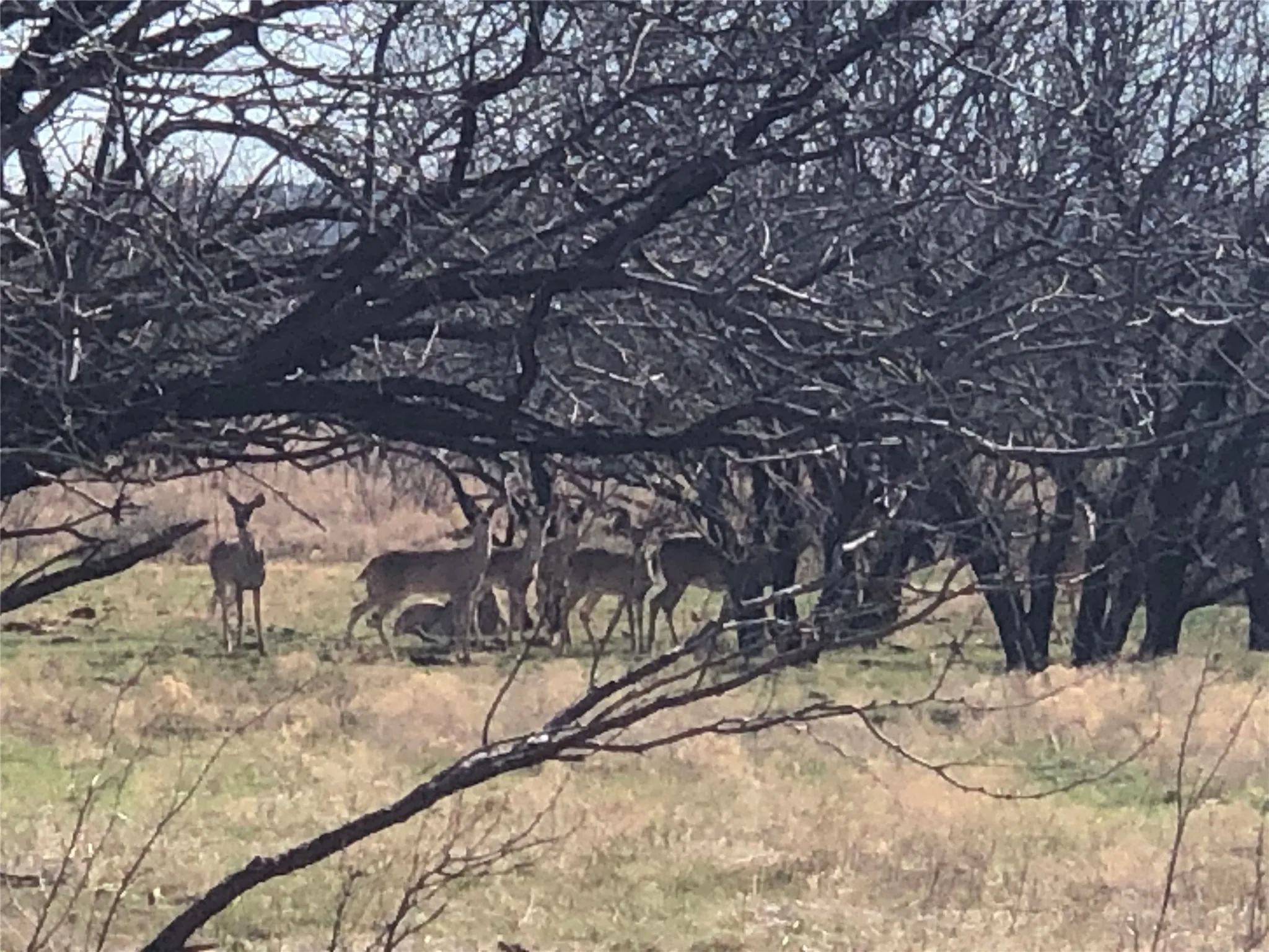 Ranch For Sale in Taylor County , 90 Acres TBD Bacacita Farms Road, Abilene, Texas 79602, 0, 0, Garage spaces, 0 Sqft, built in 0, mls#21259999, Real Estate Agent in Abilene, Homes For Sale in Taylor county, Homes For Sale in Abilene, Realtor in Abilene Texas, Real Estate Brokerage Independent Realty Texas, Luminita Cordes Realtor