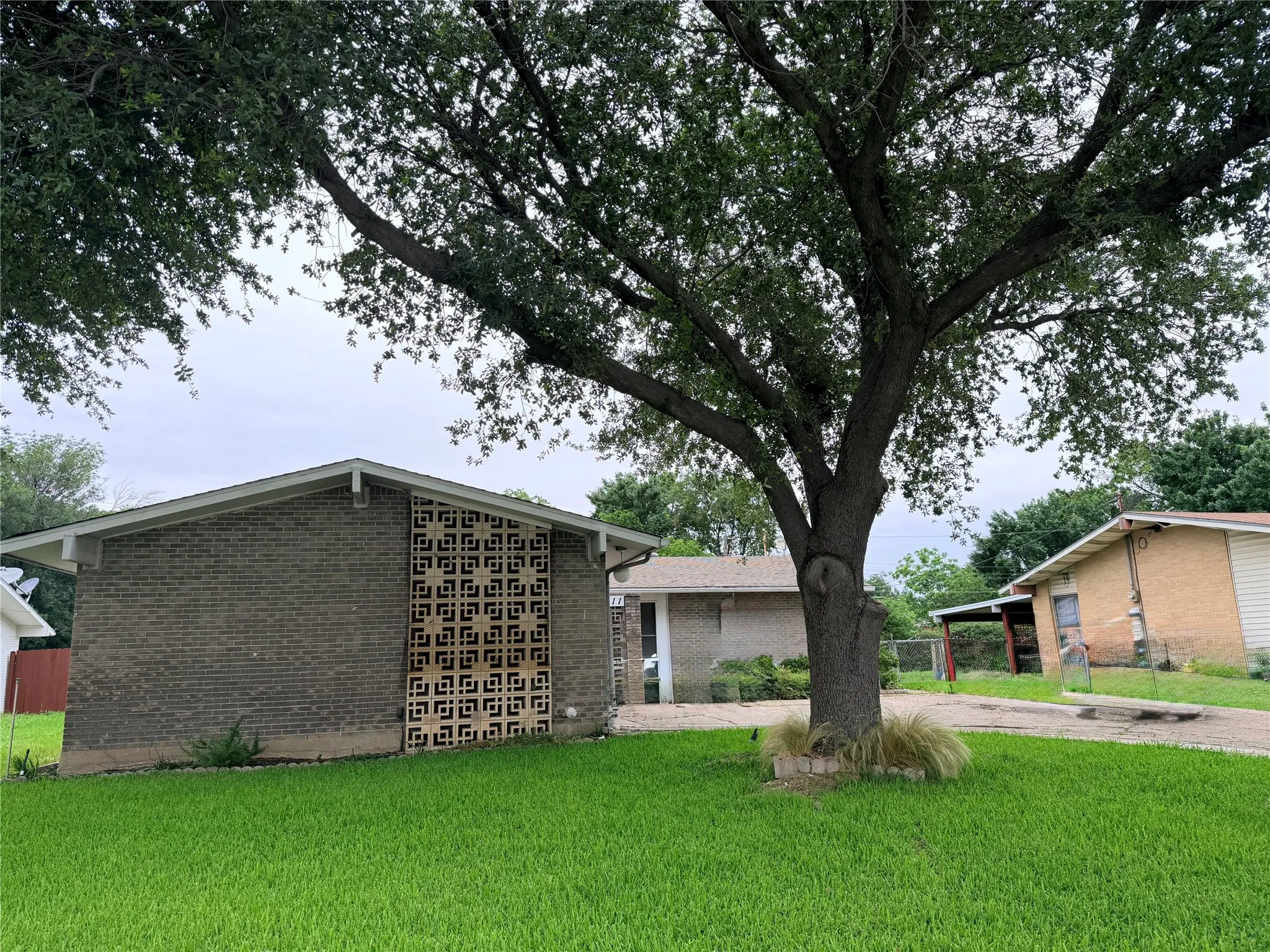 Mature tree with textured trunk and lush foliage providing shade for the front yard