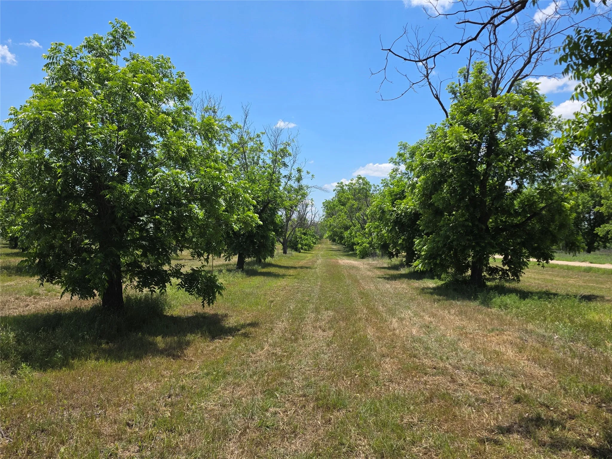 Ranch For Sale in Comanche County , TBD Cr 446, De Leon, Texas 76444, 0, 0, Garage spaces, 0 Sqft, built in 0, Price $273,857, mls#21260405, Real Estate Agent in De Leon, Homes For Sale in Comanche county, Homes For Sale in De Leon, Realtor in De Leon Texas, Real Estate Brokerage Independent Realty Texas, Luminita Cordes Realtor
