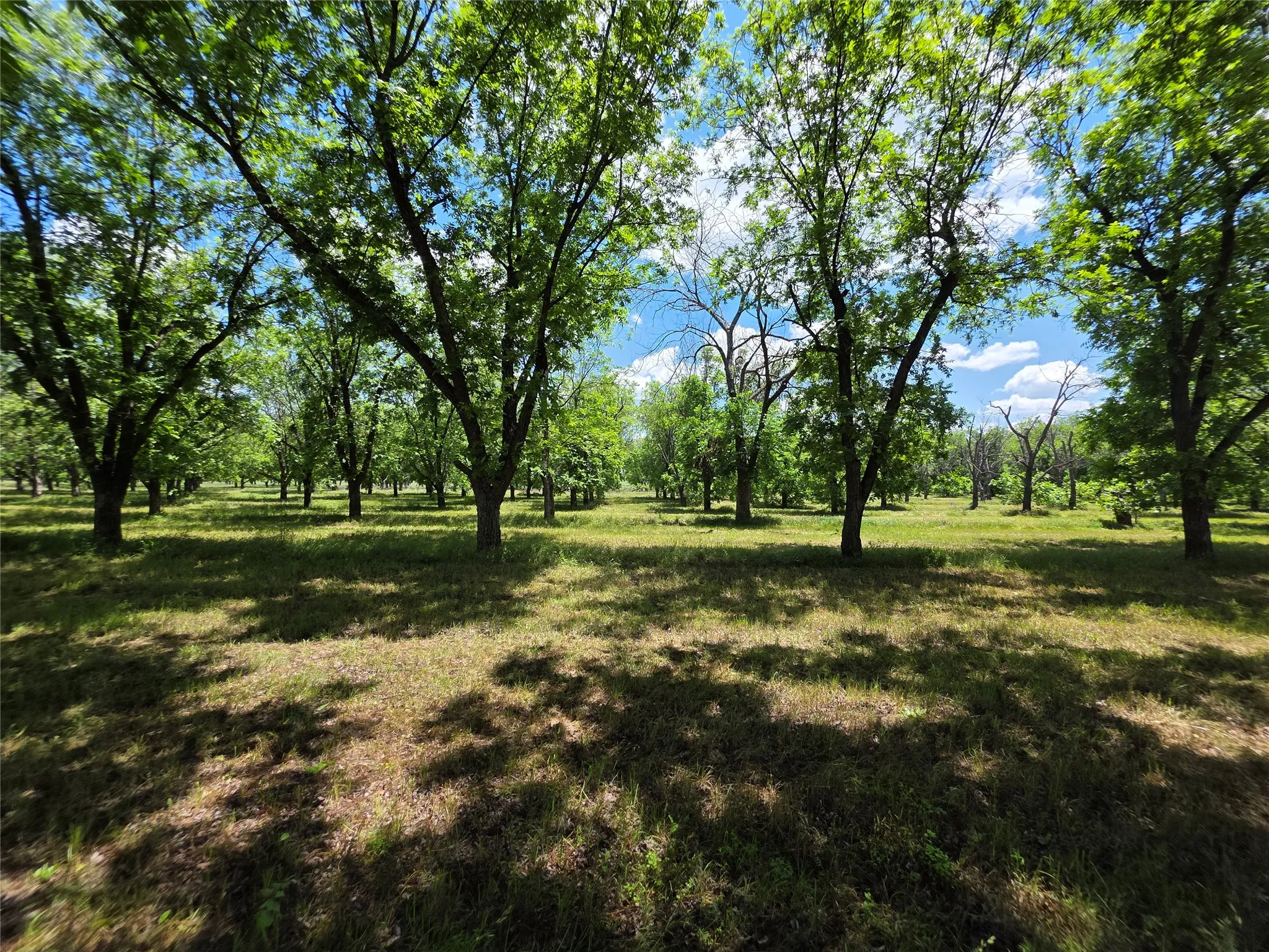 Ranch For Sale in Comanche County , TBD Cr 446, De Leon, Texas 76444, 0, 0, Garage spaces, 0 Sqft, built in 0, Price $273,857, mls#21260405, Real Estate Agent in De Leon, Homes For Sale in Comanche county, Homes For Sale in De Leon, Realtor in De Leon Texas, Real Estate Brokerage Independent Realty Texas, Luminita Cordes Realtor