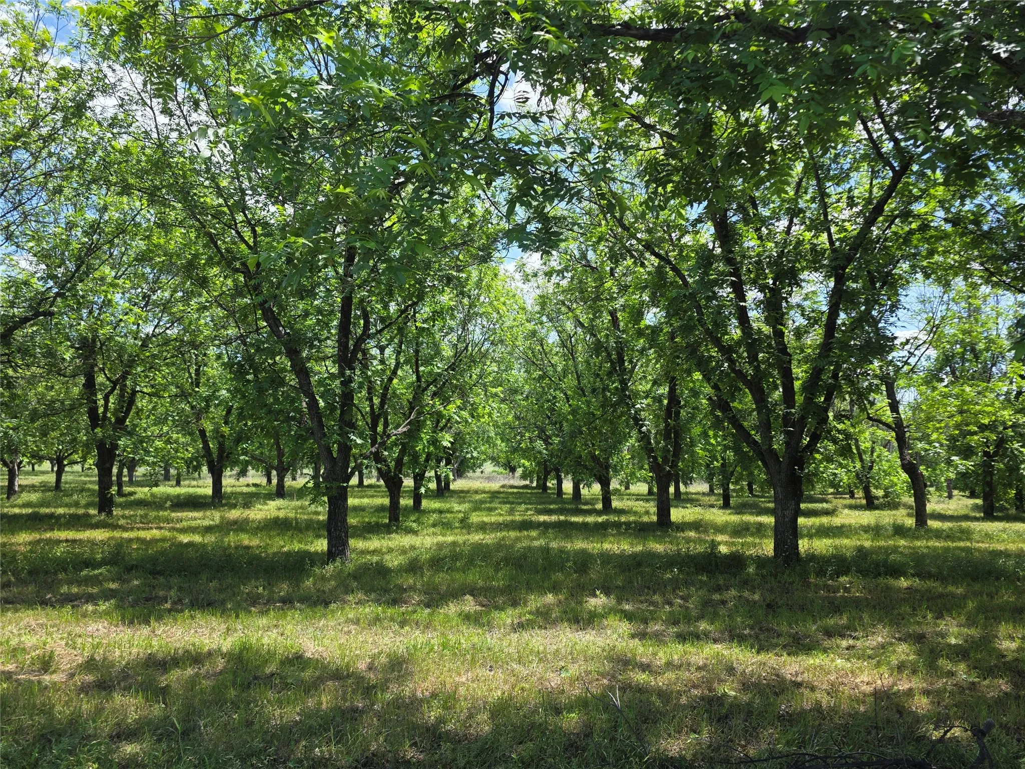 Ranch For Sale in Comanche County , TBD Cr 446, De Leon, Texas 76444, 0, 0, Garage spaces, 0 Sqft, built in 0, Price $273,857, mls#21260405, Real Estate Agent in De Leon, Homes For Sale in Comanche county, Homes For Sale in De Leon, Realtor in De Leon Texas, Real Estate Brokerage Independent Realty Texas, Luminita Cordes Realtor