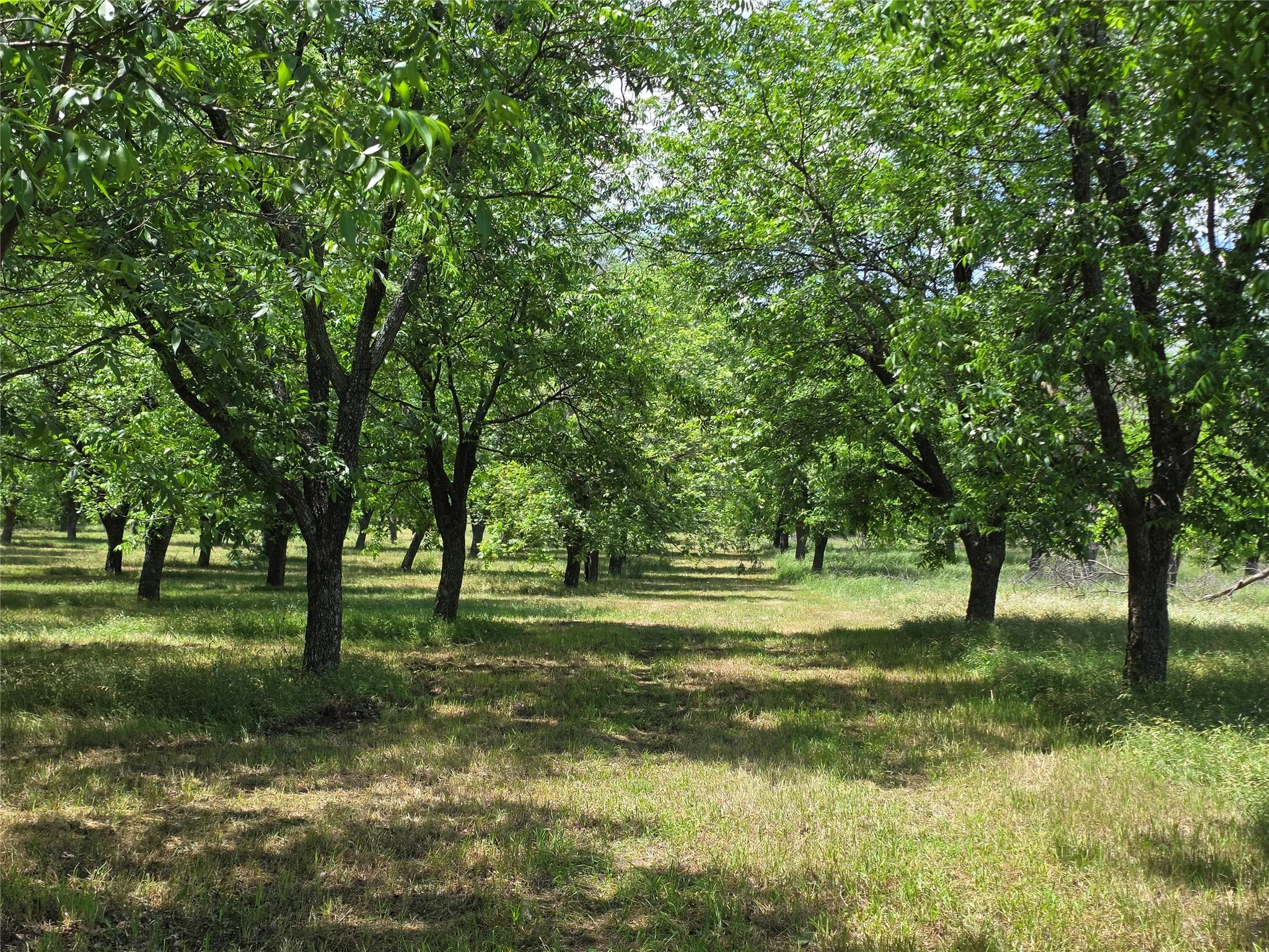 Ranch For Sale in Comanche County , TBD Cr 446, De Leon, Texas 76444, 0, 0, Garage spaces, 0 Sqft, built in 0, Price $273,857, mls#21260405, Real Estate Agent in De Leon, Homes For Sale in Comanche county, Homes For Sale in De Leon, Realtor in De Leon Texas, Real Estate Brokerage Independent Realty Texas, Luminita Cordes Realtor