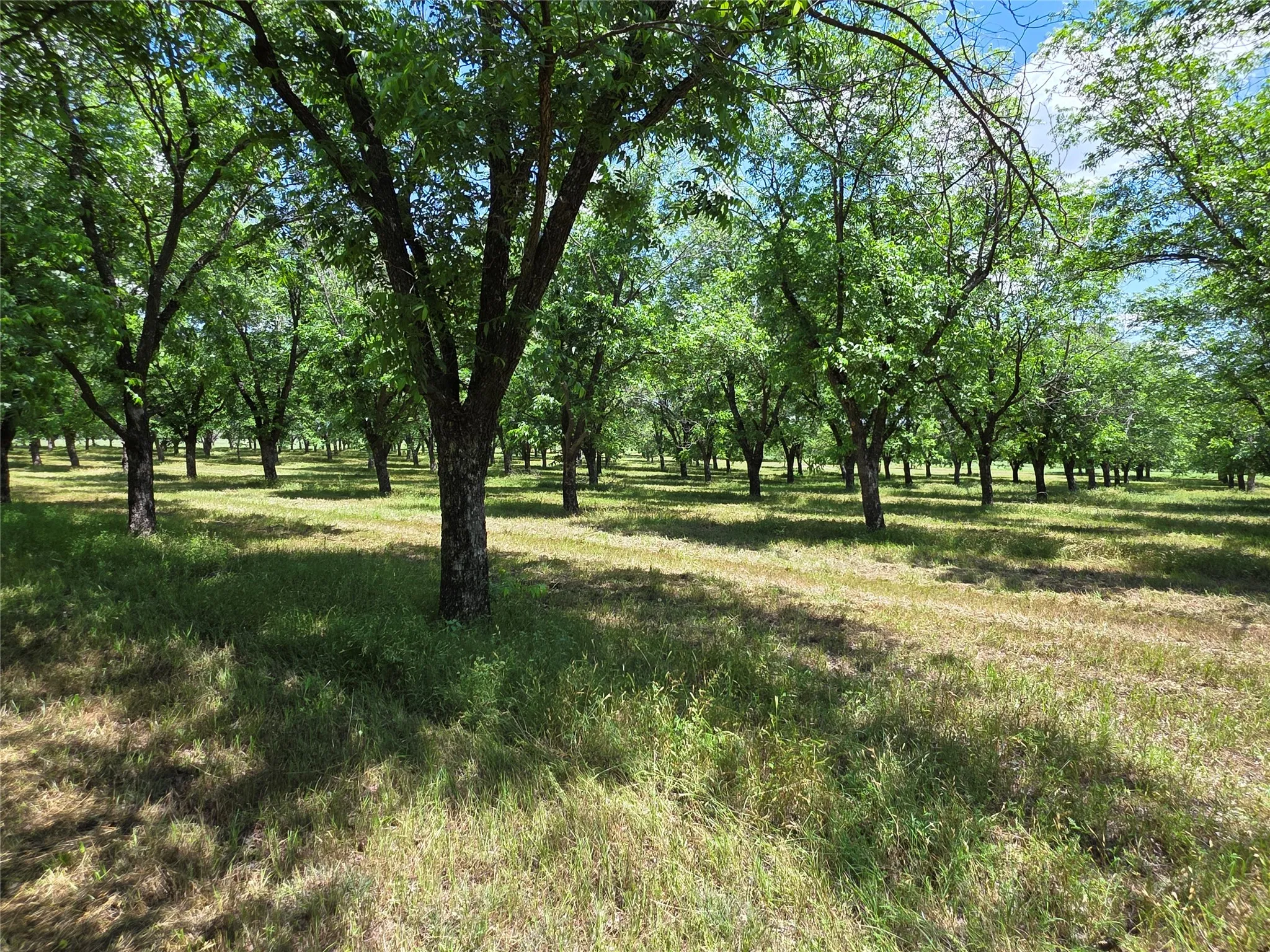 Ranch For Sale in Comanche County , TBD Cr 446, De Leon, Texas 76444, 0, 0, Garage spaces, 0 Sqft, built in 0, Price $273,857, mls#21260405, Real Estate Agent in De Leon, Homes For Sale in Comanche county, Homes For Sale in De Leon, Realtor in De Leon Texas, Real Estate Brokerage Independent Realty Texas, Luminita Cordes Realtor