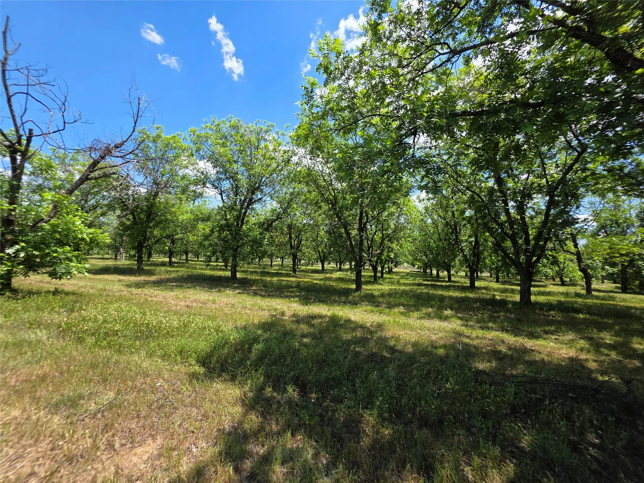Ranch For Sale in Comanche County , TBD Cr 446, De Leon, Texas 76444, 0, 0, Garage spaces, 0 Sqft, built in 0, Price $273,857, mls#21260405, Real Estate Agent in De Leon, Homes For Sale in Comanche county, Homes For Sale in De Leon, Realtor in De Leon Texas, Real Estate Brokerage Independent Realty Texas, Luminita Cordes Realtor