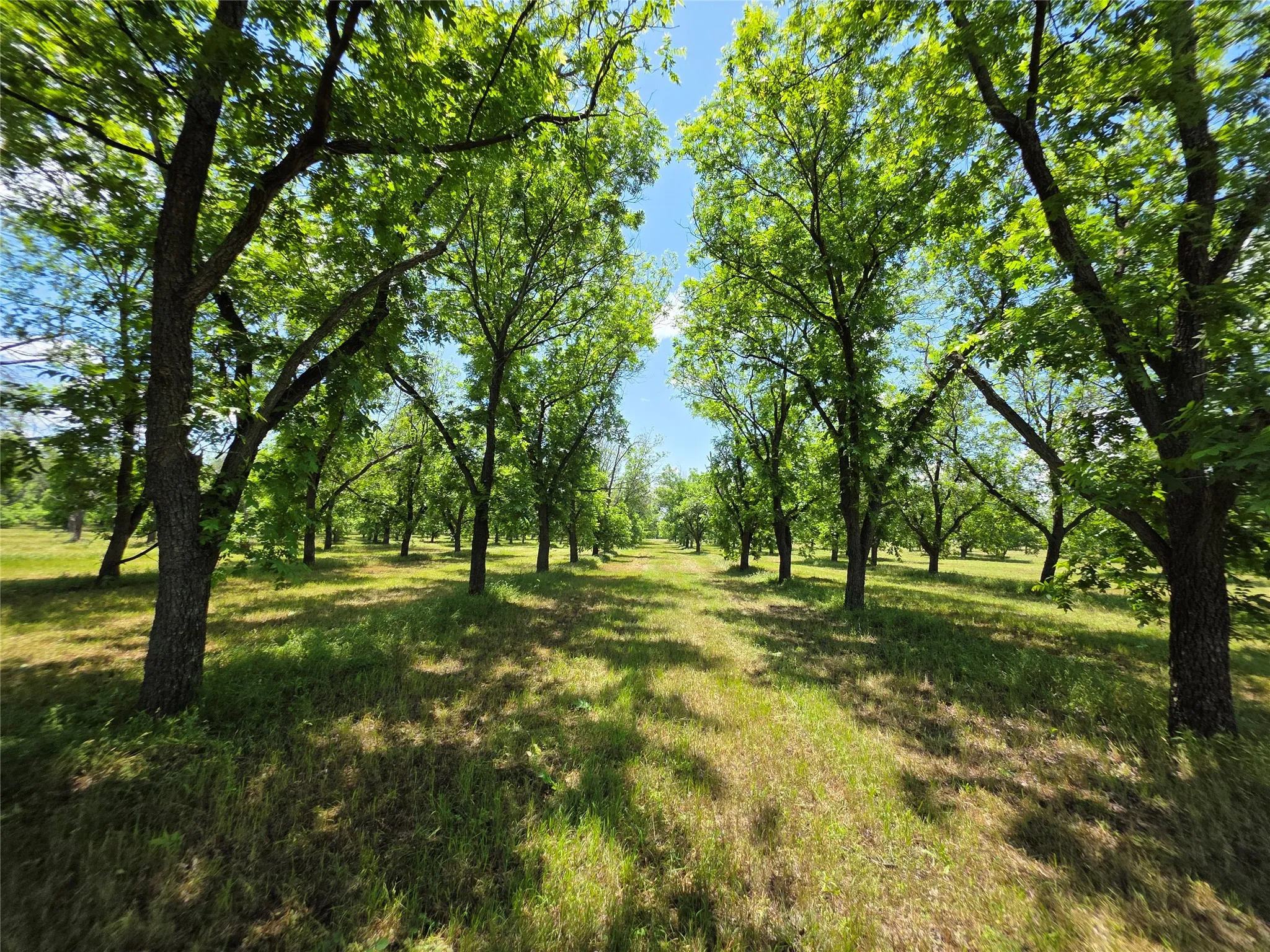 Ranch For Sale in Comanche County , TBD Cr 446, De Leon, Texas 76444, 0, 0, Garage spaces, 0 Sqft, built in 0, Price $273,857, mls#21260405, Real Estate Agent in De Leon, Homes For Sale in Comanche county, Homes For Sale in De Leon, Realtor in De Leon Texas, Real Estate Brokerage Independent Realty Texas, Luminita Cordes Realtor