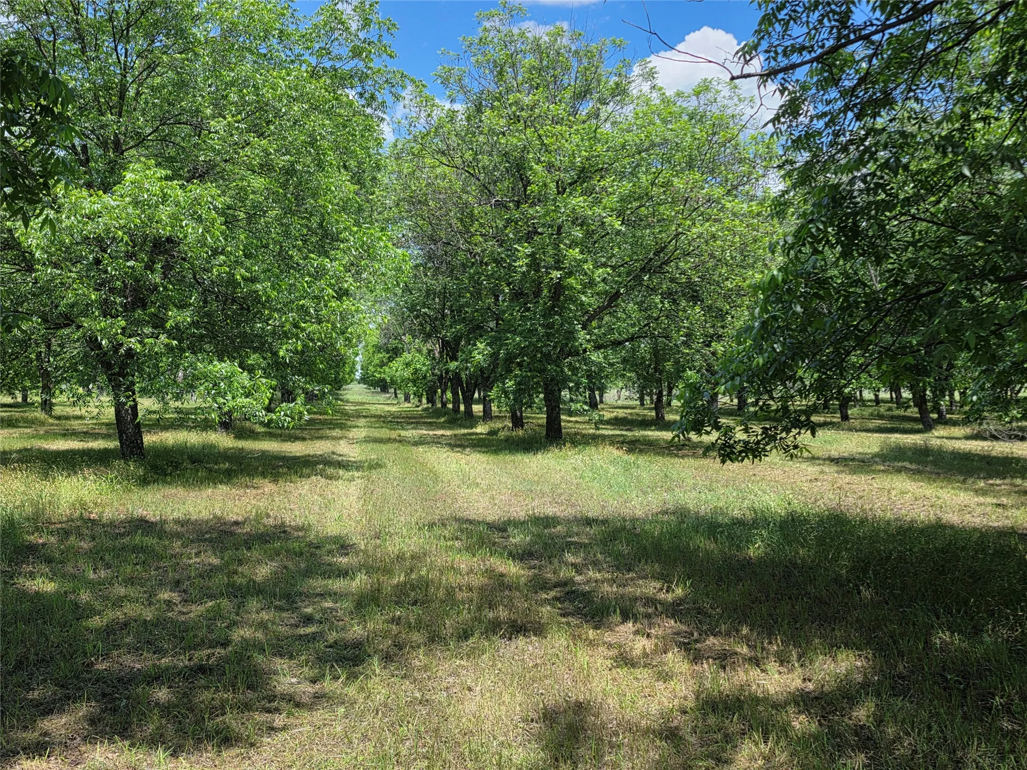 Ranch For Sale in Comanche County , TBD Cr 446, De Leon, Texas 76444, 0, 0, Garage spaces, 0 Sqft, built in 0, Price $273,857, mls#21260405, Real Estate Agent in De Leon, Homes For Sale in Comanche county, Homes For Sale in De Leon, Realtor in De Leon Texas, Real Estate Brokerage Independent Realty Texas, Luminita Cordes Realtor