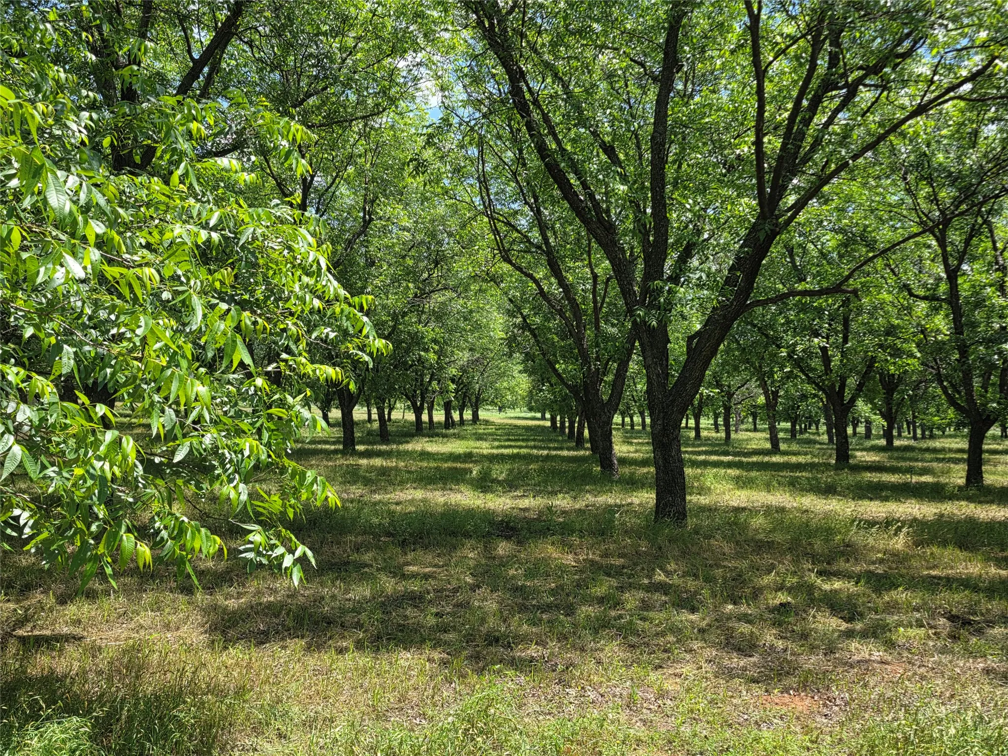 Ranch For Sale in Comanche County , TBD Cr 446, De Leon, Texas 76444, 0, 0, Garage spaces, 0 Sqft, built in 0, Price $273,857, mls#21260405, Real Estate Agent in De Leon, Homes For Sale in Comanche county, Homes For Sale in De Leon, Realtor in De Leon Texas, Real Estate Brokerage Independent Realty Texas, Luminita Cordes Realtor