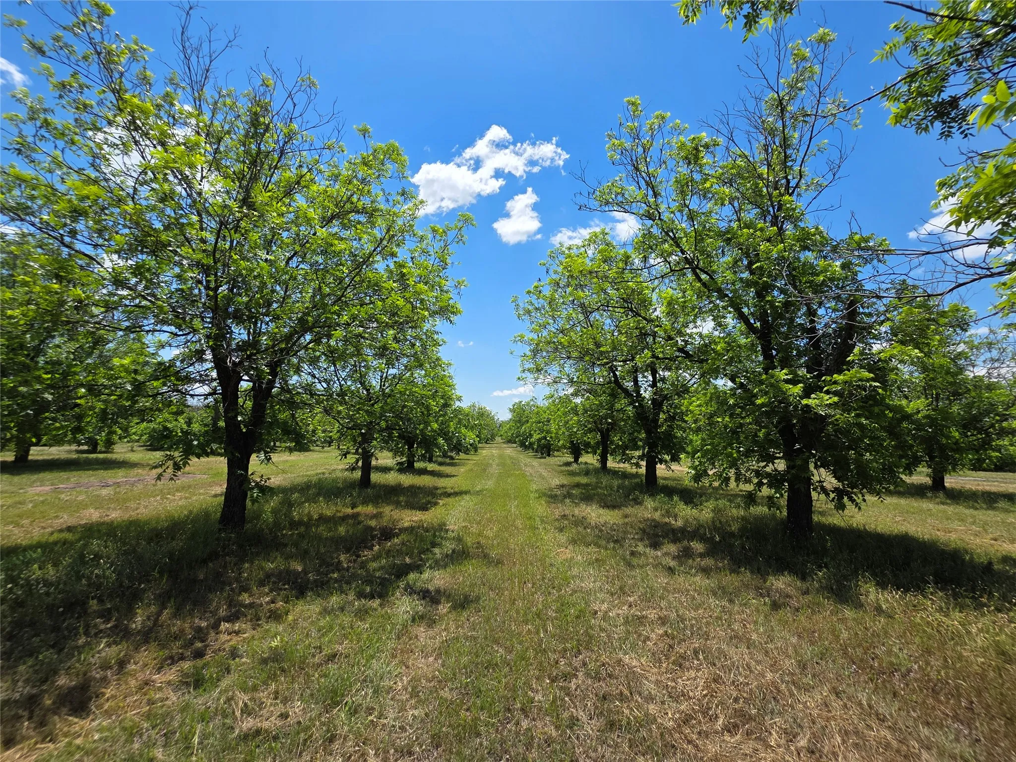 Ranch For Sale in Comanche County , TBD Cr 446, De Leon, Texas 76444, 0, 0, Garage spaces, 0 Sqft, built in 0, Price $273,857, mls#21260405, Real Estate Agent in De Leon, Homes For Sale in Comanche county, Homes For Sale in De Leon, Realtor in De Leon Texas, Real Estate Brokerage Independent Realty Texas, Luminita Cordes Realtor