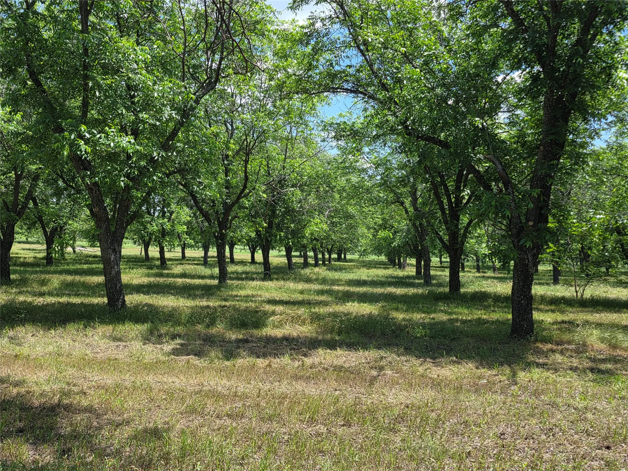 Ranch For Sale in Comanche County , TBD Cr 446, De Leon, Texas 76444, 0, 0, Garage spaces, 0 Sqft, built in 0, Price $273,857, mls#21260405, Real Estate Agent in De Leon, Homes For Sale in Comanche county, Homes For Sale in De Leon, Realtor in De Leon Texas, Real Estate Brokerage Independent Realty Texas, Luminita Cordes Realtor