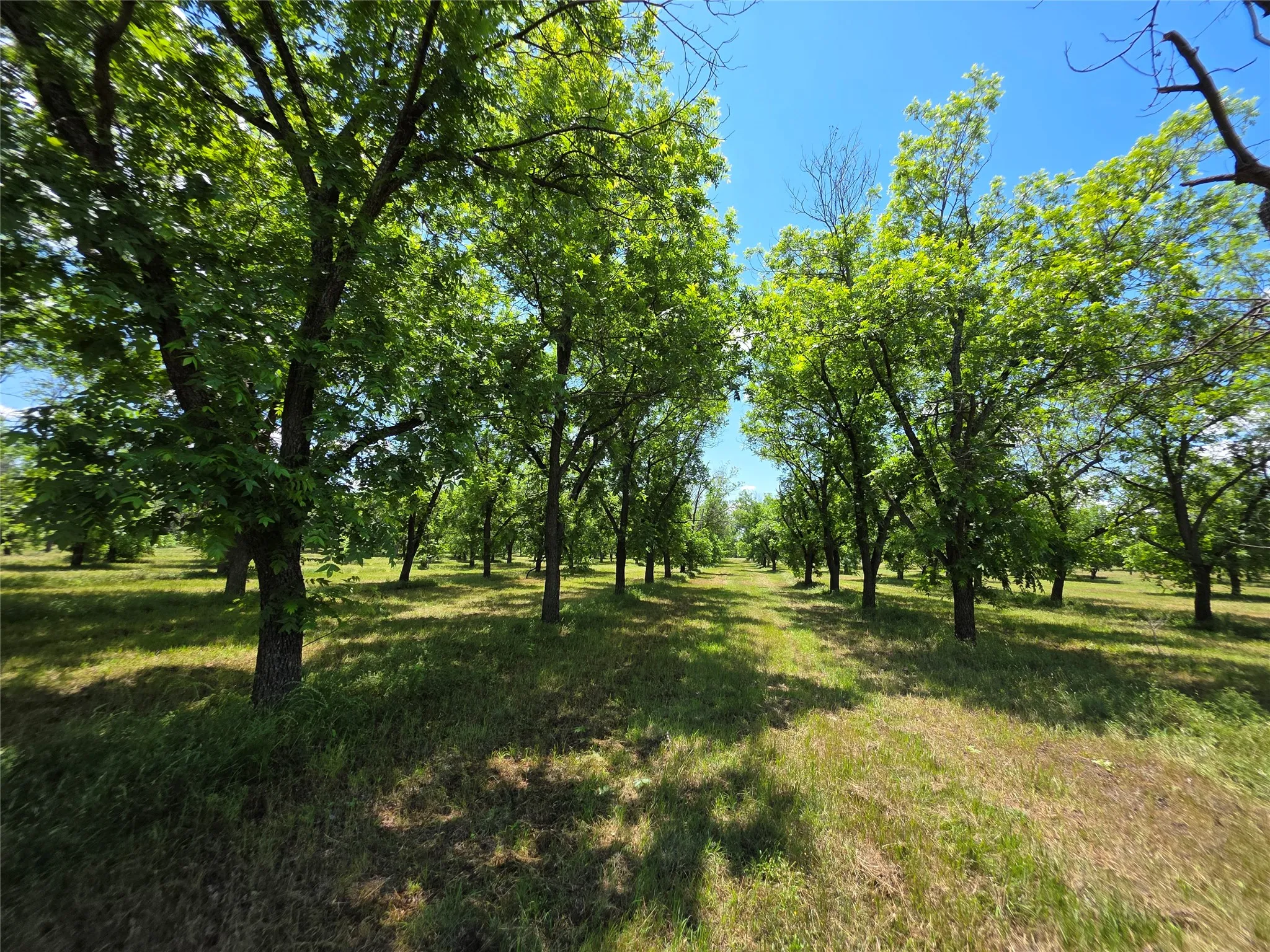 Ranch For Sale in Comanche County , TBD Cr 446, De Leon, Texas 76444, 0, 0, Garage spaces, 0 Sqft, built in 0, Price $273,857, mls#21260405, Real Estate Agent in De Leon, Homes For Sale in Comanche county, Homes For Sale in De Leon, Realtor in De Leon Texas, Real Estate Brokerage Independent Realty Texas, Luminita Cordes Realtor