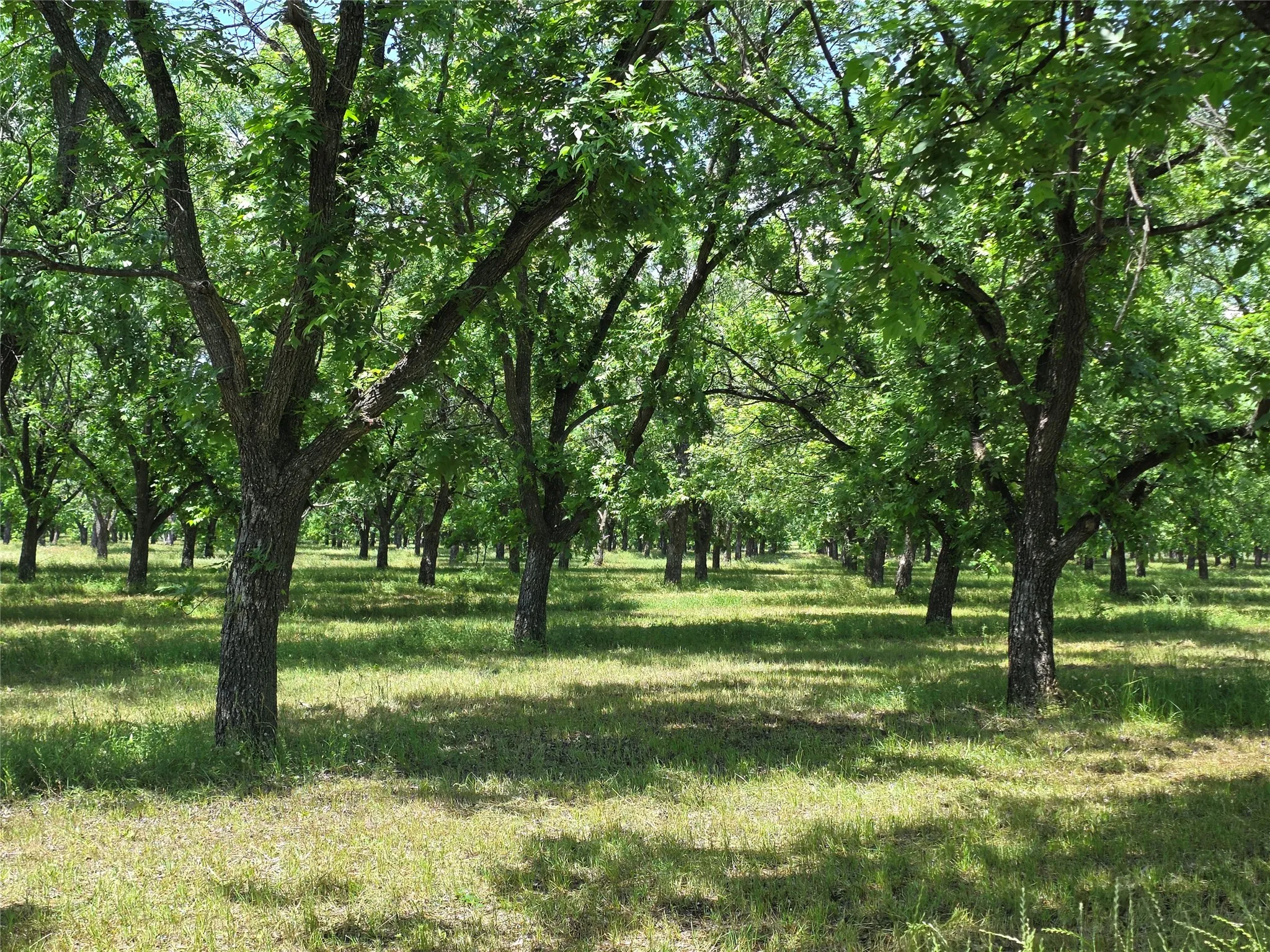 Ranch For Sale in Comanche County , TBD Cr 446, De Leon, Texas 76444, 0, 0, Garage spaces, 0 Sqft, built in 0, Price $273,857, mls#21260405, Real Estate Agent in De Leon, Homes For Sale in Comanche county, Homes For Sale in De Leon, Realtor in De Leon Texas, Real Estate Brokerage Independent Realty Texas, Luminita Cordes Realtor