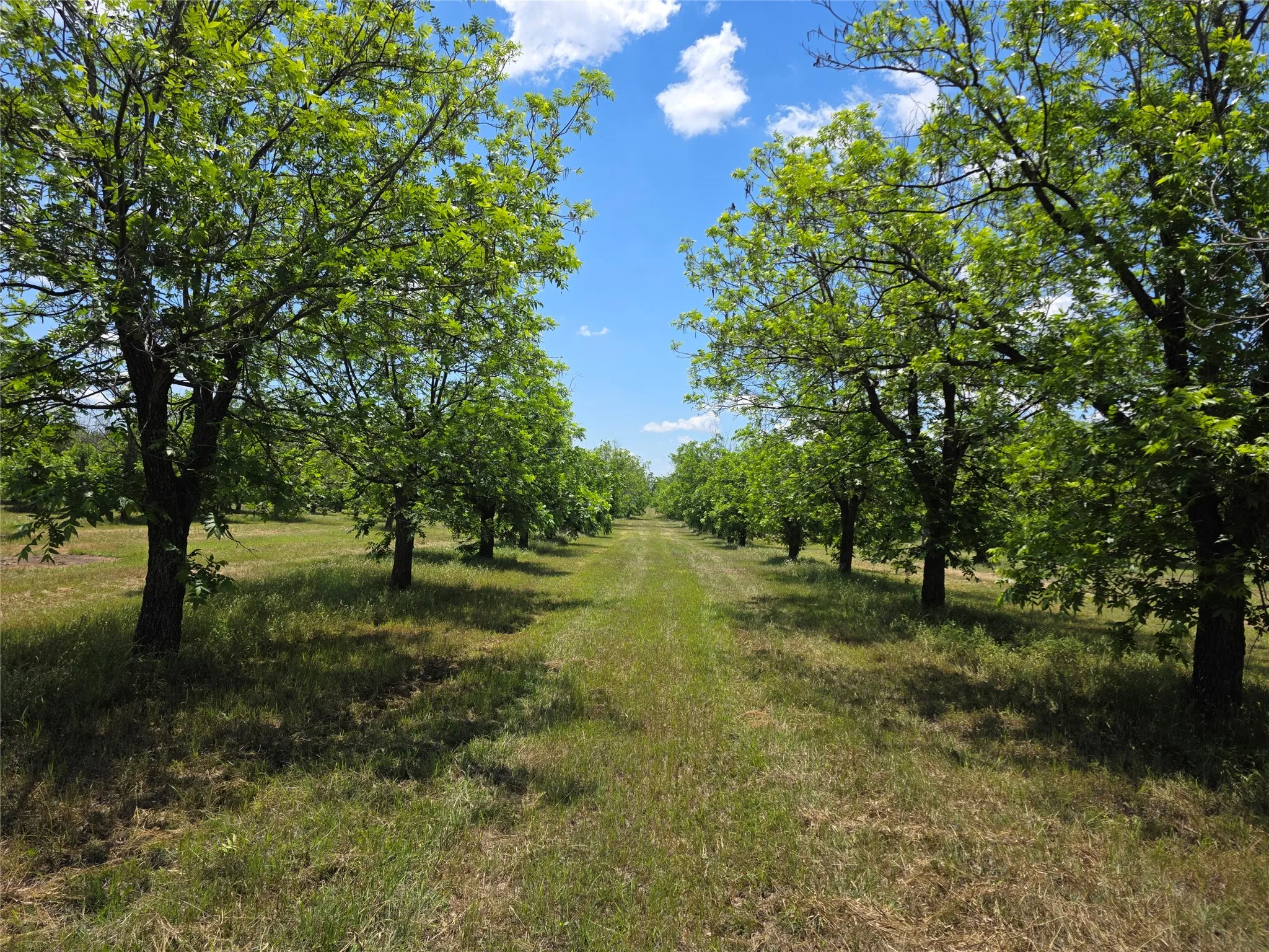 Ranch For Sale in Comanche County , TBD Cr 446, De Leon, Texas 76444, 0, 0, Garage spaces, 0 Sqft, built in 0, Price $273,857, mls#21260405, Real Estate Agent in De Leon, Homes For Sale in Comanche county, Homes For Sale in De Leon, Realtor in De Leon Texas, Real Estate Brokerage Independent Realty Texas, Luminita Cordes Realtor