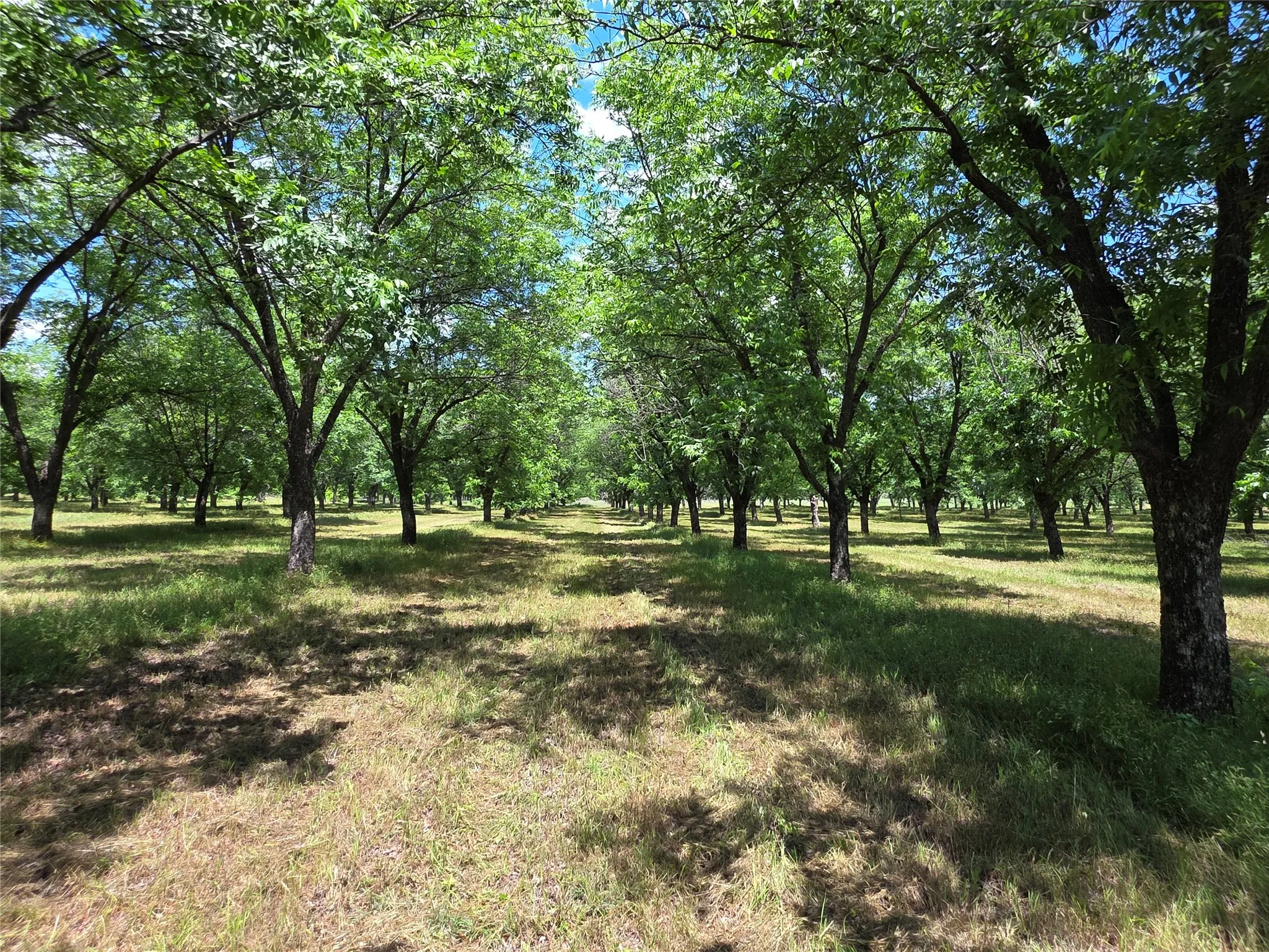 Ranch For Sale in Comanche County , TBD Cr 446, De Leon, Texas 76444, 0, 0, Garage spaces, 0 Sqft, built in 0, Price $273,857, mls#21260405, Real Estate Agent in De Leon, Homes For Sale in Comanche county, Homes For Sale in De Leon, Realtor in De Leon Texas, Real Estate Brokerage Independent Realty Texas, Luminita Cordes Realtor
