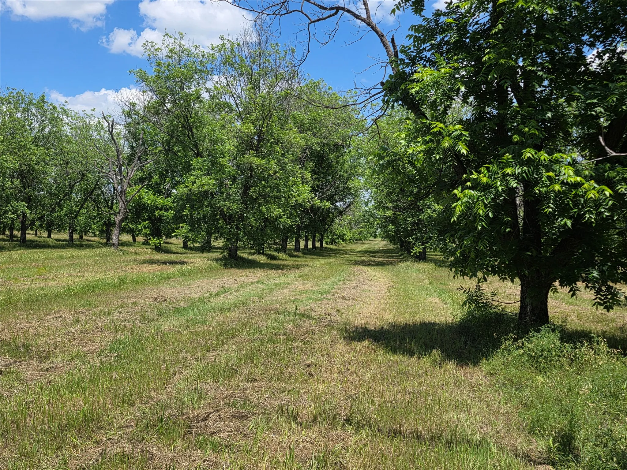 Ranch For Sale in Comanche County , TBD Cr 446, De Leon, Texas 76444, 0, 0, Garage spaces, 0 Sqft, built in 0, Price $273,857, mls#21260405, Real Estate Agent in De Leon, Homes For Sale in Comanche county, Homes For Sale in De Leon, Realtor in De Leon Texas, Real Estate Brokerage Independent Realty Texas, Luminita Cordes Realtor