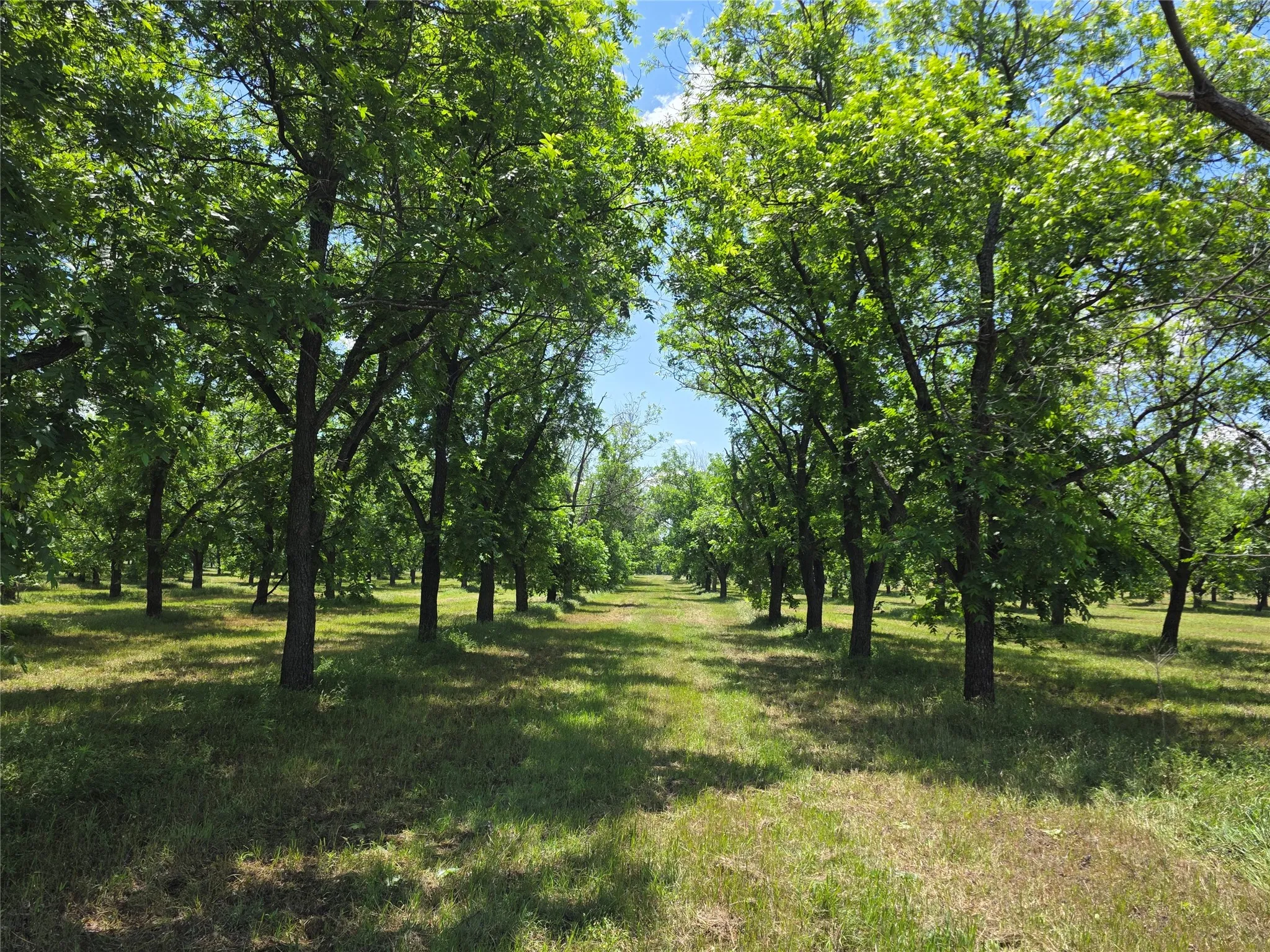 Ranch For Sale in Comanche County , TBD Cr 446, De Leon, Texas 76444, 0, 0, Garage spaces, 0 Sqft, built in 0, Price $273,857, mls#21260405, Real Estate Agent in De Leon, Homes For Sale in Comanche county, Homes For Sale in De Leon, Realtor in De Leon Texas, Real Estate Brokerage Independent Realty Texas, Luminita Cordes Realtor