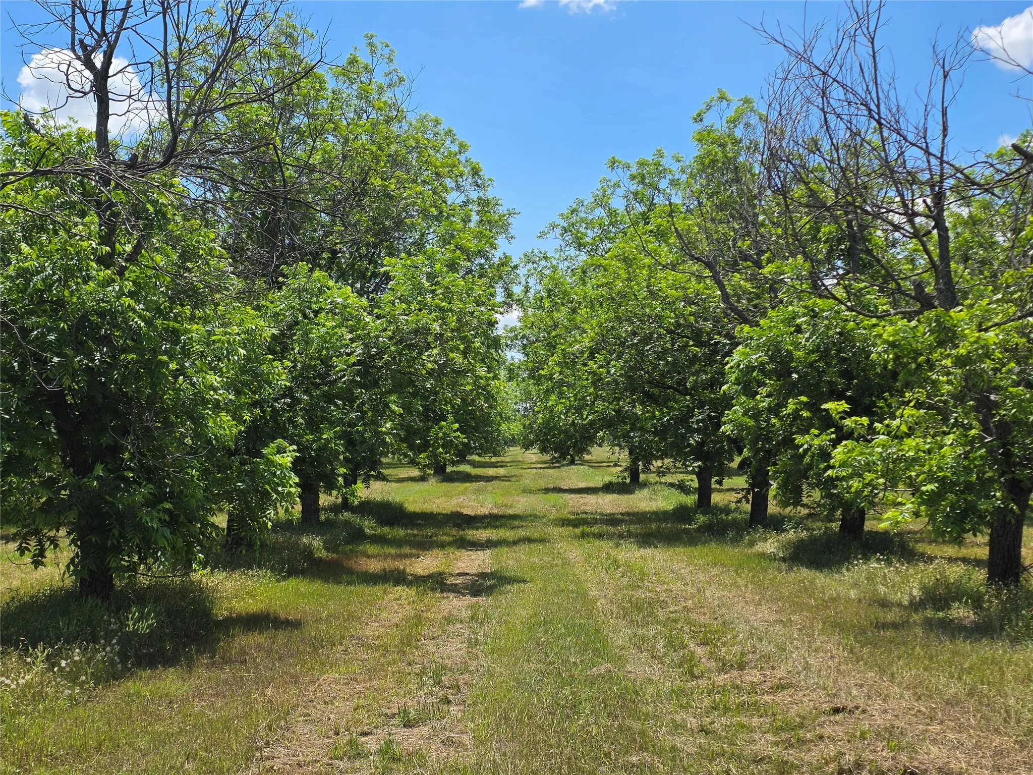Ranch For Sale in Comanche County , TBD Cr 446, De Leon, Texas 76444, 0, 0, Garage spaces, 0 Sqft, built in 0, Price $273,857, mls#21260405, Real Estate Agent in De Leon, Homes For Sale in Comanche county, Homes For Sale in De Leon, Realtor in De Leon Texas, Real Estate Brokerage Independent Realty Texas, Luminita Cordes Realtor
