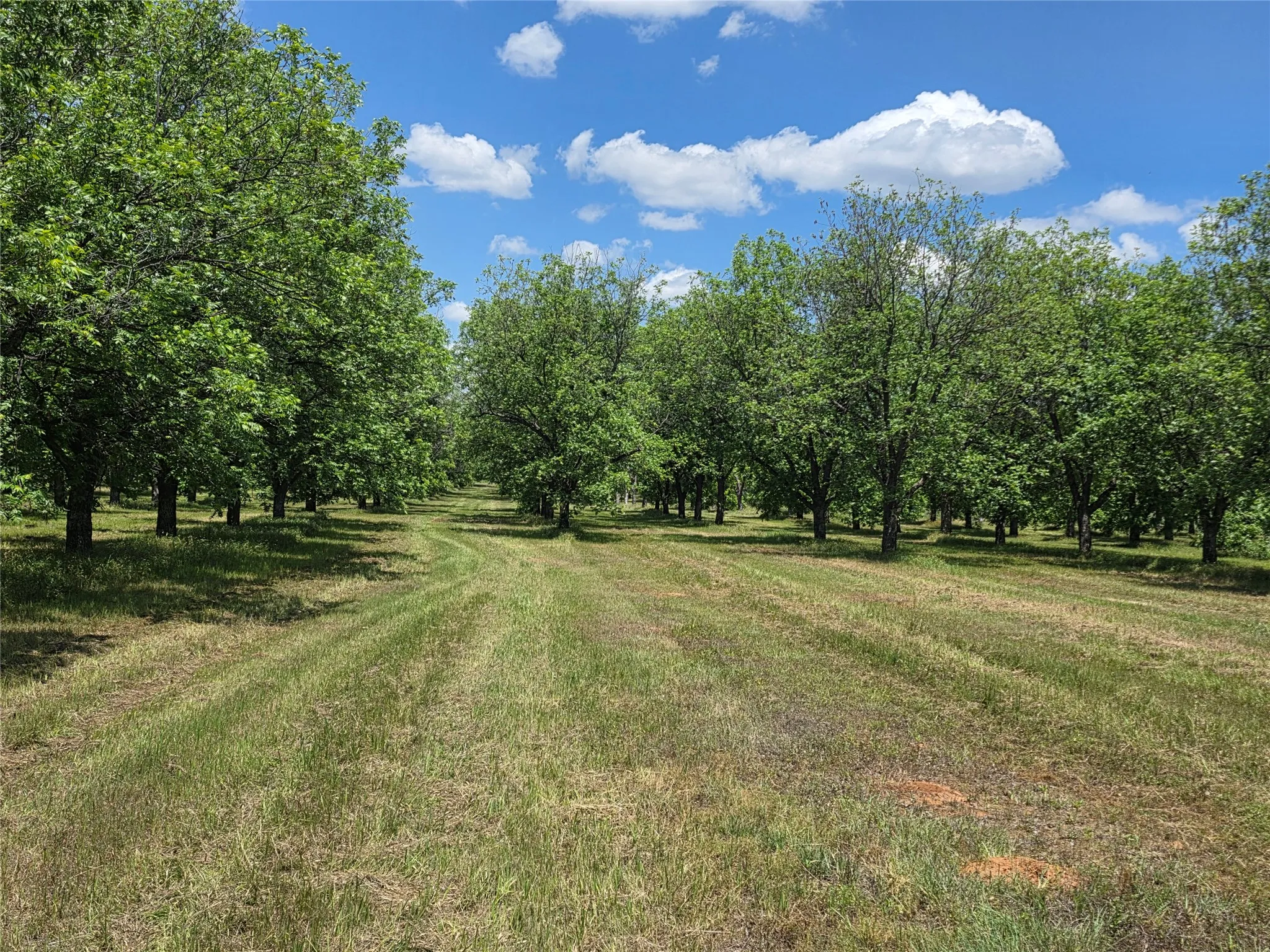 Ranch For Sale in Comanche County , TBD Cr 446, De Leon, Texas 76444, 0, 0, Garage spaces, 0 Sqft, built in 0, Price $273,857, mls#21260405, Real Estate Agent in De Leon, Homes For Sale in Comanche county, Homes For Sale in De Leon, Realtor in De Leon Texas, Real Estate Brokerage Independent Realty Texas, Luminita Cordes Realtor
