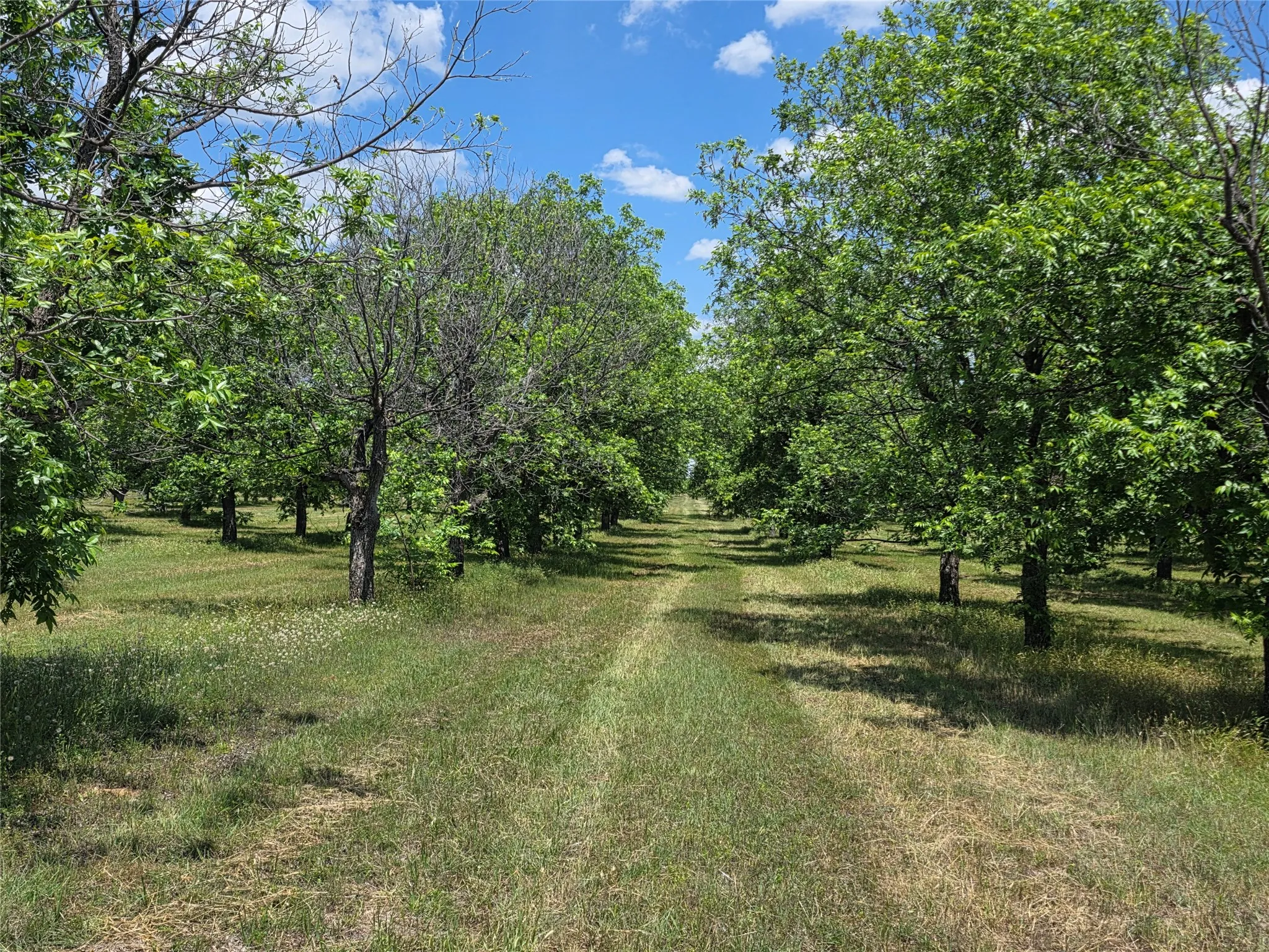 Ranch For Sale in Comanche County , TBD Cr 446, De Leon, Texas 76444, 0, 0, Garage spaces, 0 Sqft, built in 0, Price $273,857, mls#21260405, Real Estate Agent in De Leon, Homes For Sale in Comanche county, Homes For Sale in De Leon, Realtor in De Leon Texas, Real Estate Brokerage Independent Realty Texas, Luminita Cordes Realtor