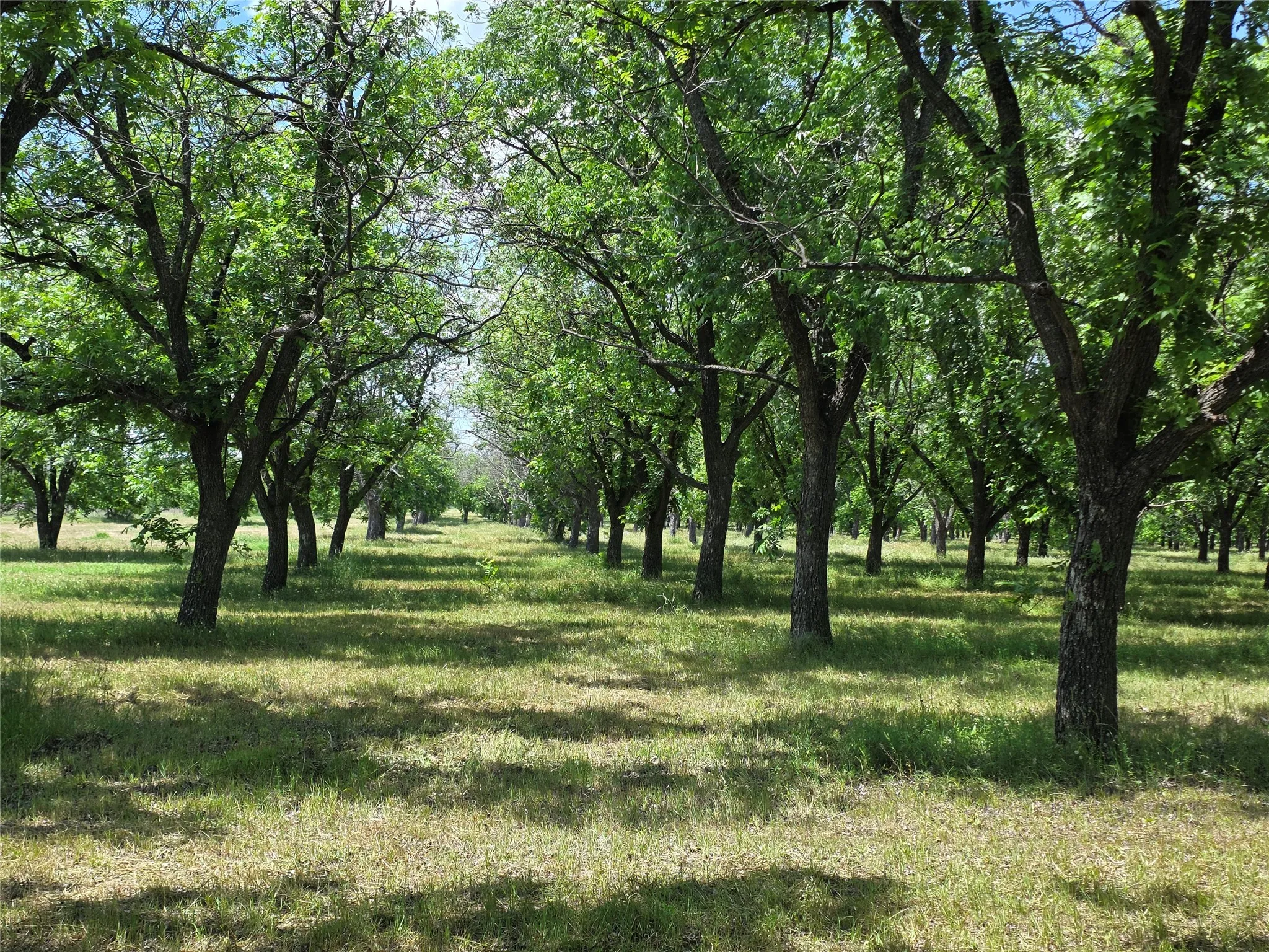 Ranch For Sale in Comanche County , TBD Cr 446, De Leon, Texas 76444, 0, 0, Garage spaces, 0 Sqft, built in 0, Price $273,857, mls#21260405, Real Estate Agent in De Leon, Homes For Sale in Comanche county, Homes For Sale in De Leon, Realtor in De Leon Texas, Real Estate Brokerage Independent Realty Texas, Luminita Cordes Realtor