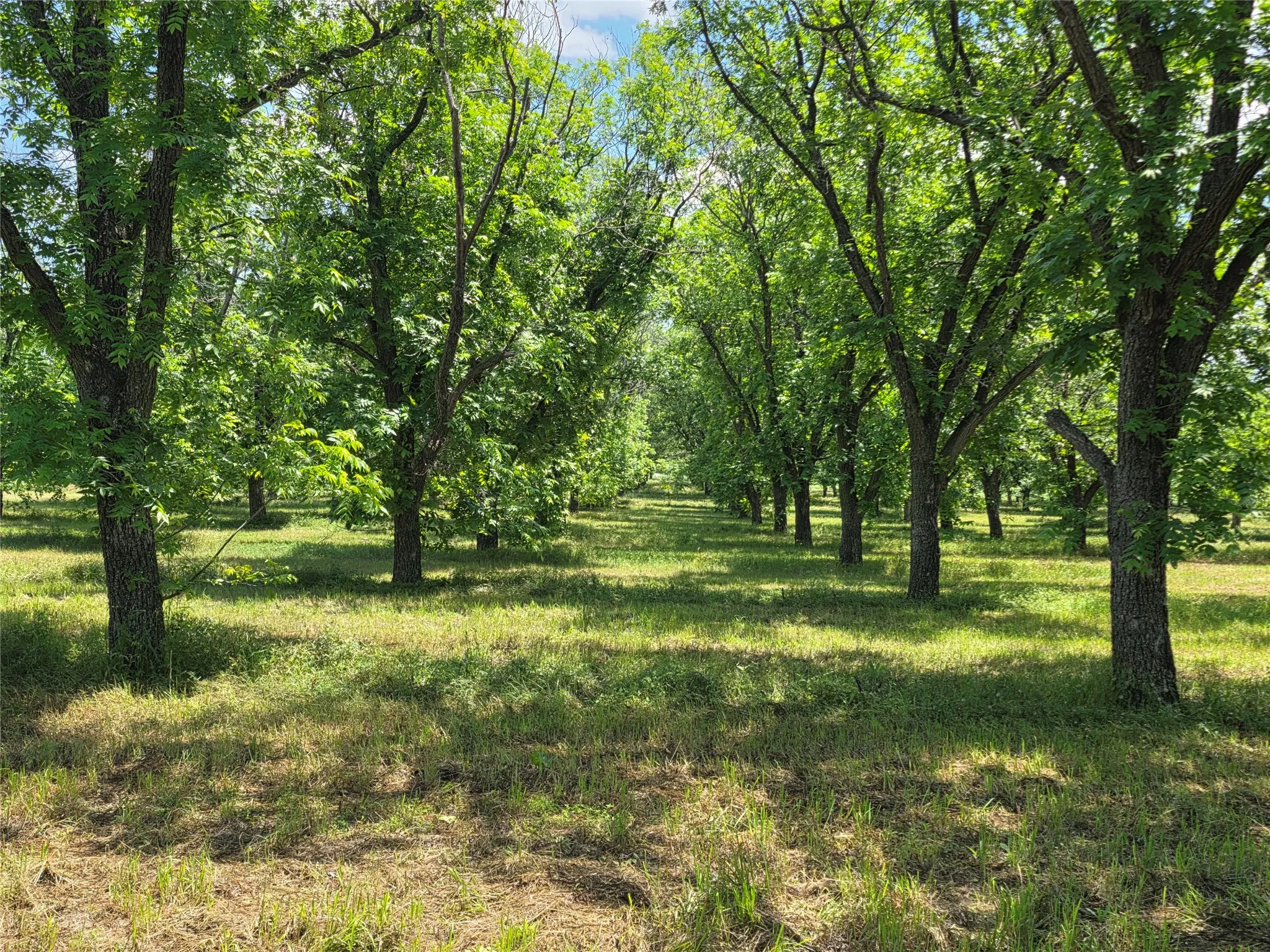 Ranch For Sale in Comanche County , TBD Cr 446, De Leon, Texas 76444, 0, 0, Garage spaces, 0 Sqft, built in 0, Price $273,857, mls#21260405, Real Estate Agent in De Leon, Homes For Sale in Comanche county, Homes For Sale in De Leon, Realtor in De Leon Texas, Real Estate Brokerage Independent Realty Texas, Luminita Cordes Realtor
