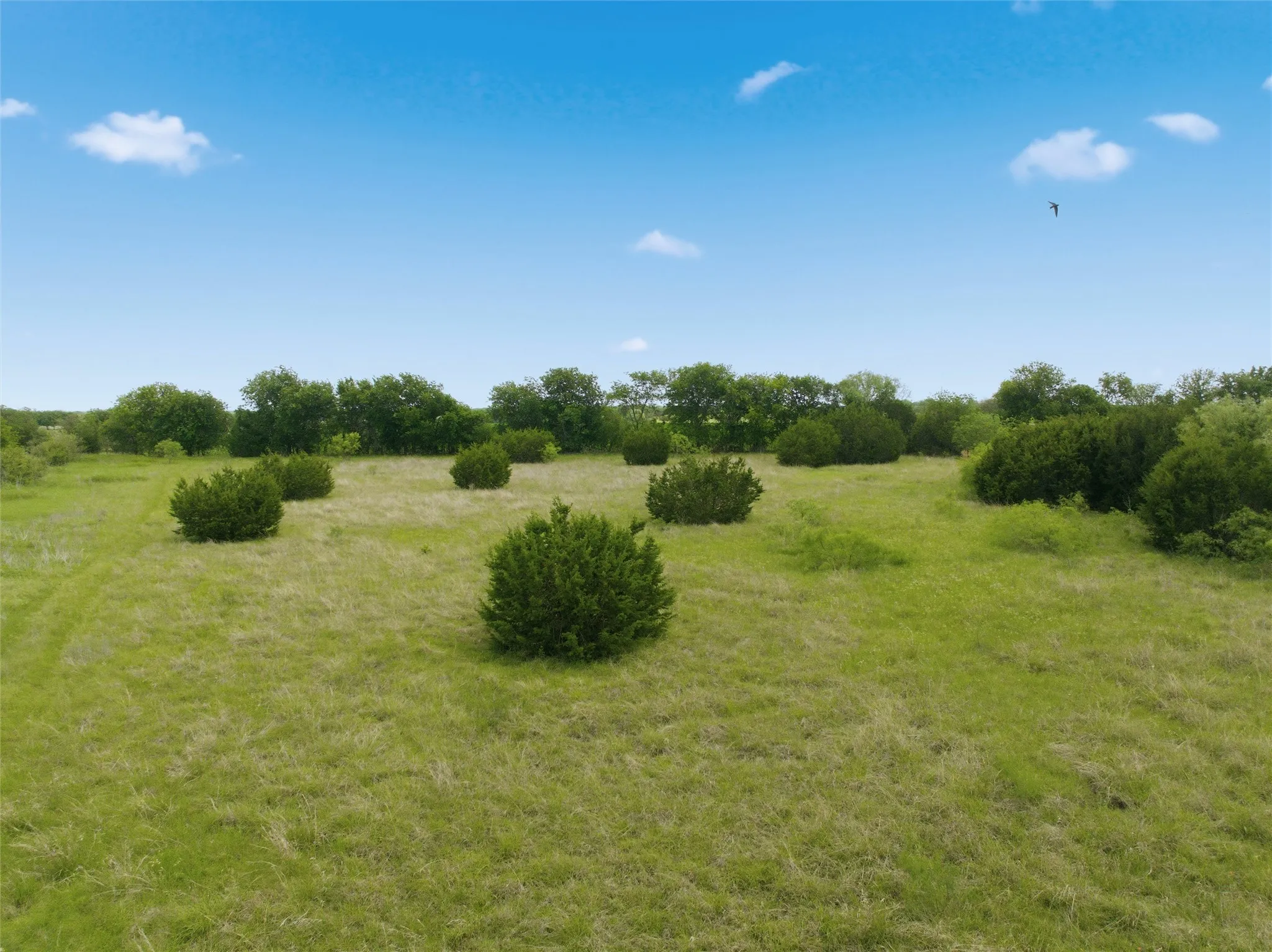 Expansive open field with scattered green bushes, mature trees bordering the perimeter, and a clear blue sky overhead