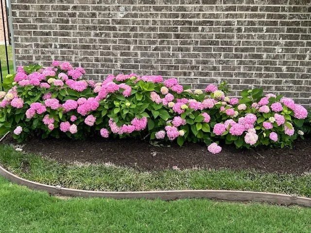 Fabulous hydrangeas in the back yard.