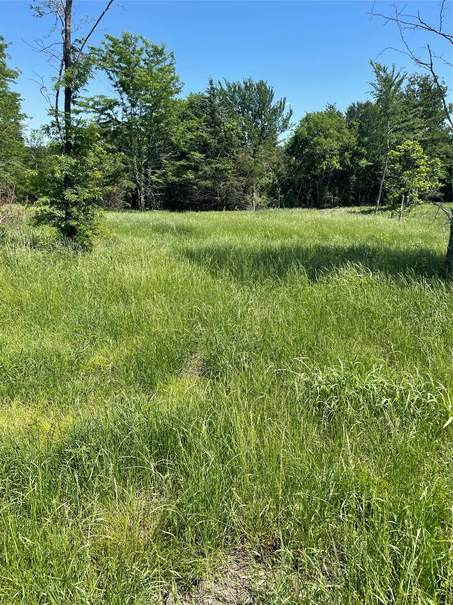 Unimproved Land For Sale in Fannin County , 896 Blue Bird, Dodd City, Texas 75438, 0, 0, Garage spaces, 0 Sqft, built in 0, Price $199,000, mls#21260971, Real Estate Agent in Dodd City, Homes For Sale in Fannin county, Homes For Sale in Dodd City, Realtor in Dodd City Texas, Real Estate Brokerage Independent Realty Texas, Luminita Cordes Realtor