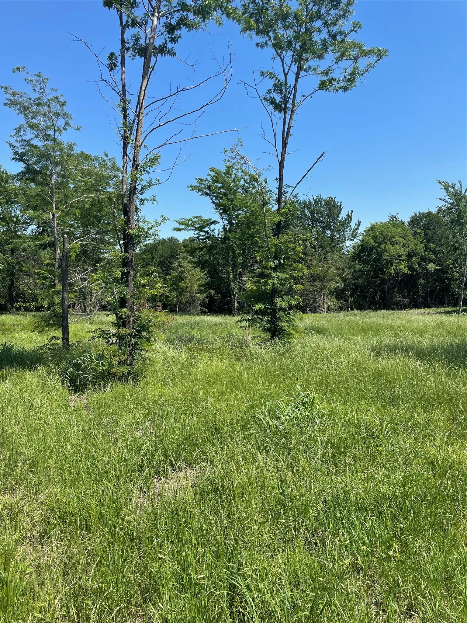 Unimproved Land For Sale in Fannin County , 896 Blue Bird, Dodd City, Texas 75438, 0, 0, Garage spaces, 0 Sqft, built in 0, Price $199,000, mls#21260971, Real Estate Agent in Dodd City, Homes For Sale in Fannin county, Homes For Sale in Dodd City, Realtor in Dodd City Texas, Real Estate Brokerage Independent Realty Texas, Luminita Cordes Realtor