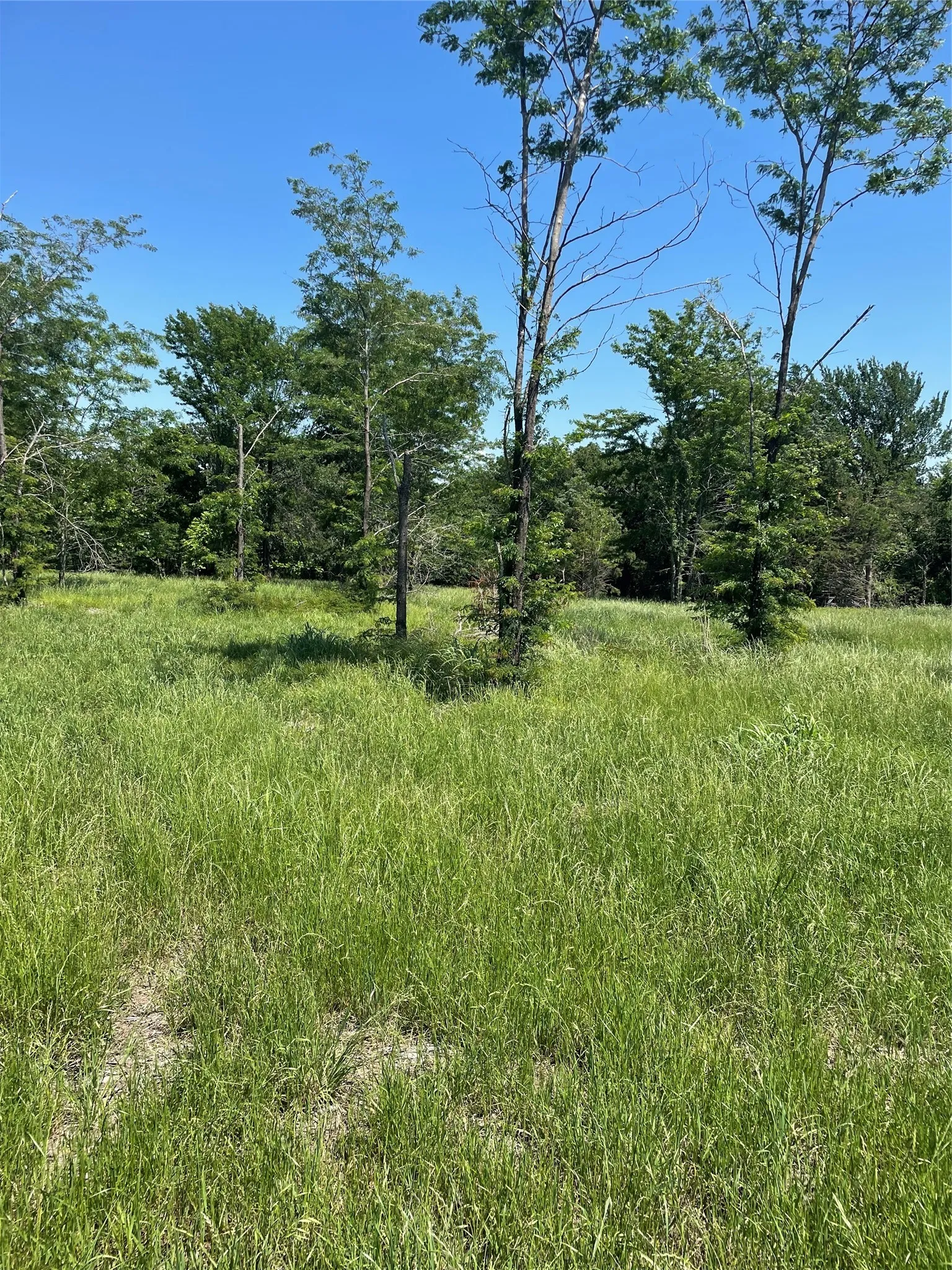 Unimproved Land For Sale in Fannin County , 896 Blue Bird, Dodd City, Texas 75438, 0, 0, Garage spaces, 0 Sqft, built in 0, Price $199,000, mls#21260971, Real Estate Agent in Dodd City, Homes For Sale in Fannin county, Homes For Sale in Dodd City, Realtor in Dodd City Texas, Real Estate Brokerage Independent Realty Texas, Luminita Cordes Realtor