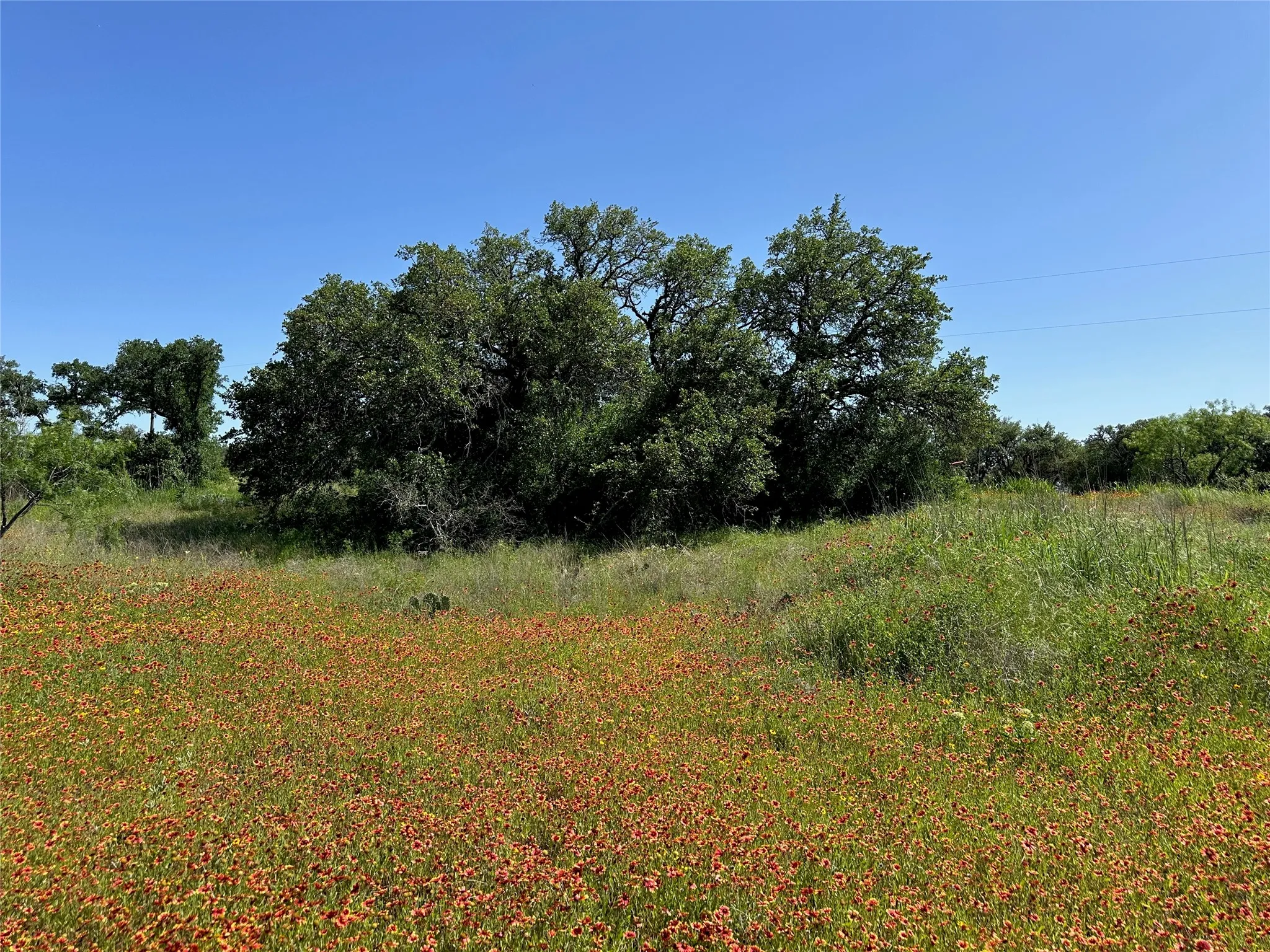 Expansive natural landscape featuring a field of vibrant orange wildflowers, mature green trees, and varied terrain