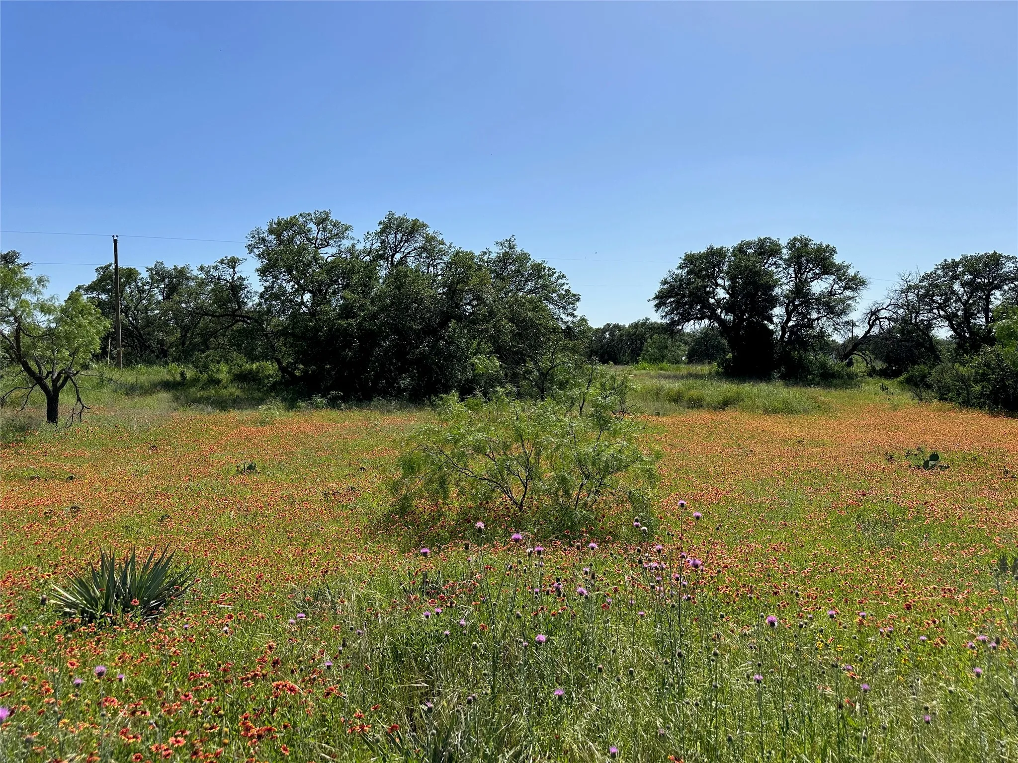 Expansive natural landscape featuring varied foliage