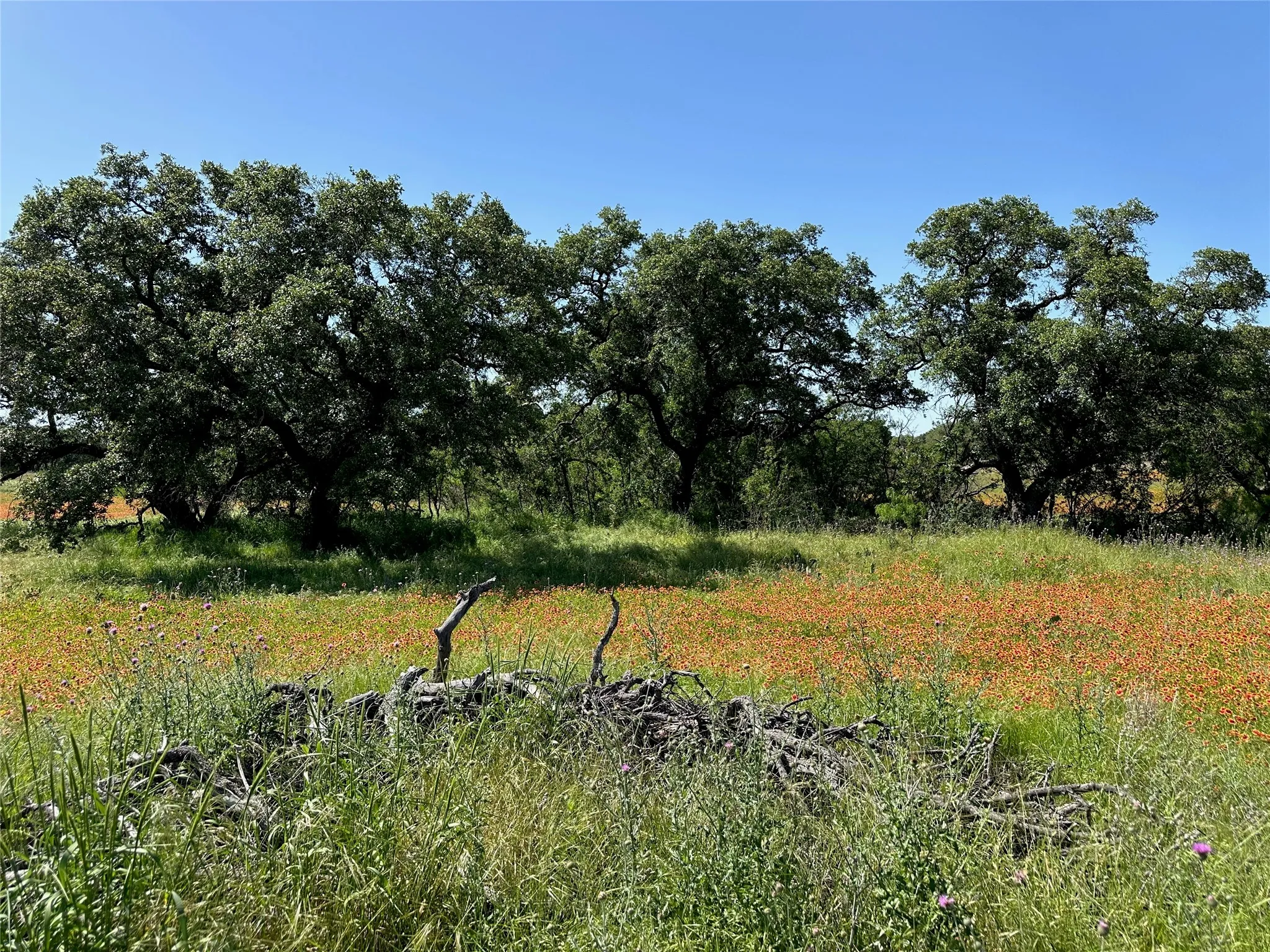 Expansive natural landscape featuring a field of wildflowers, mature trees, and natural grasses under a clear sky